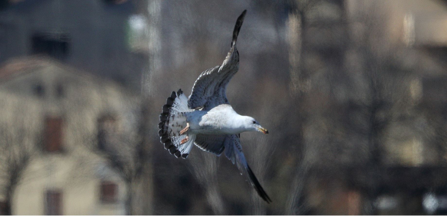 terrestrial gull 13-02-2022