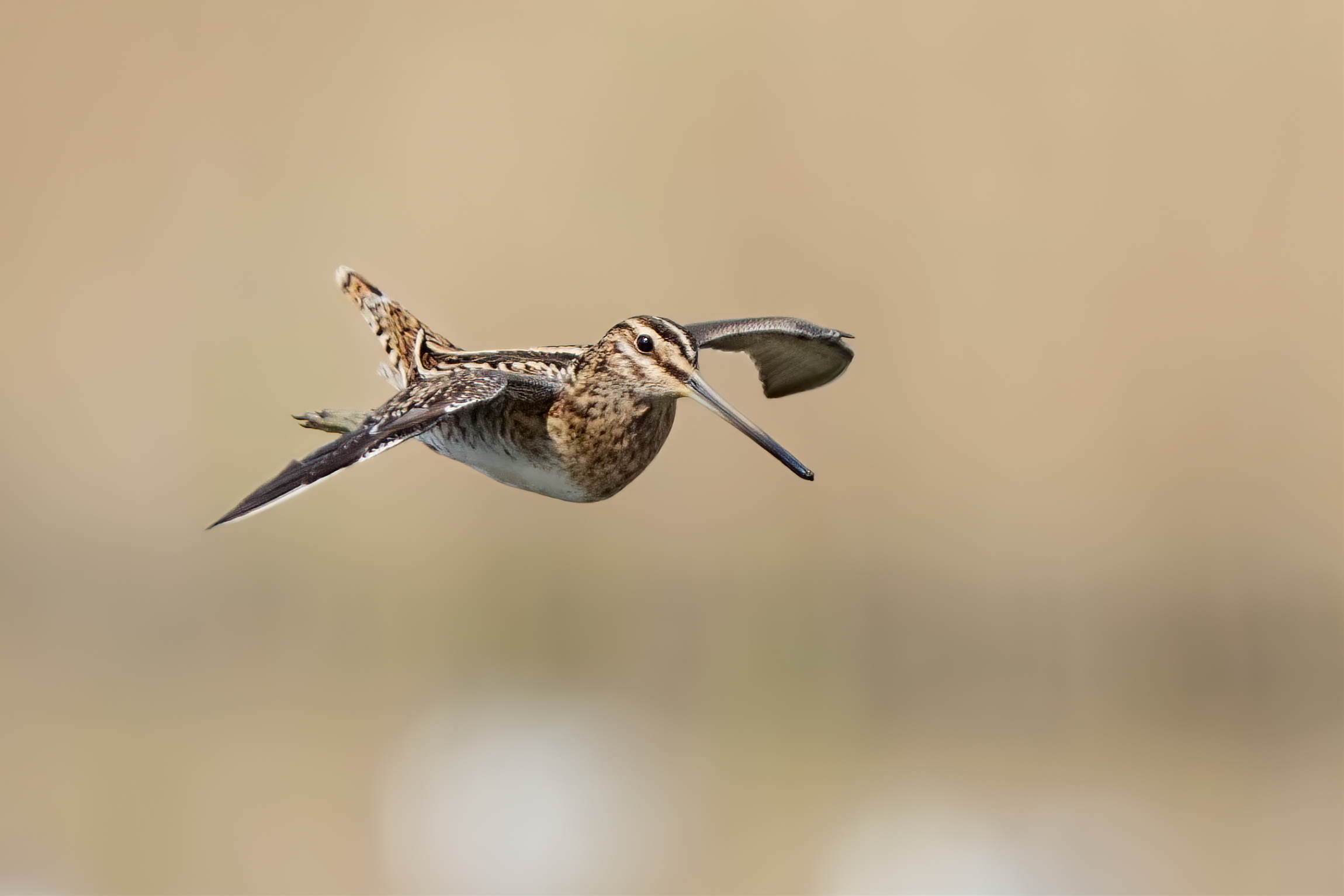 Arriva un beccaccino