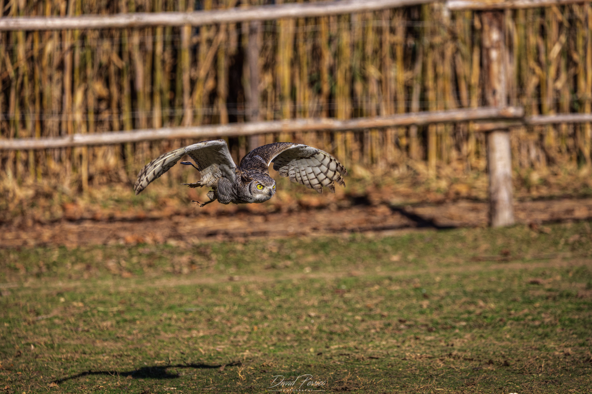 Falconeria