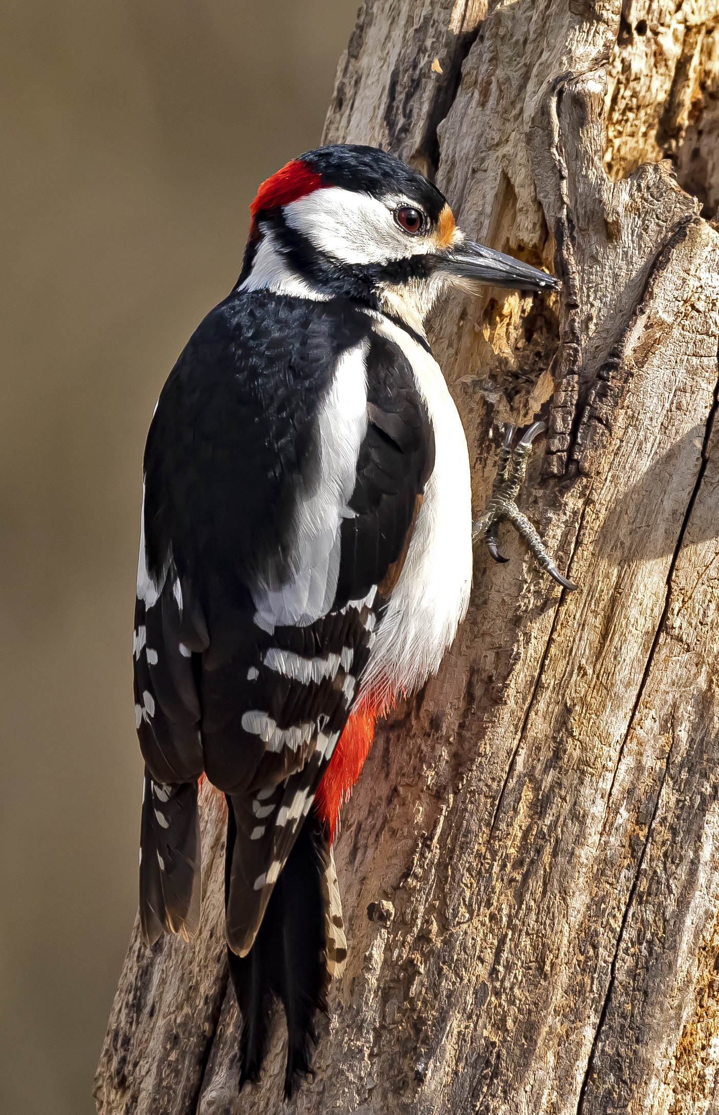 Picchio Rosso Maggiore