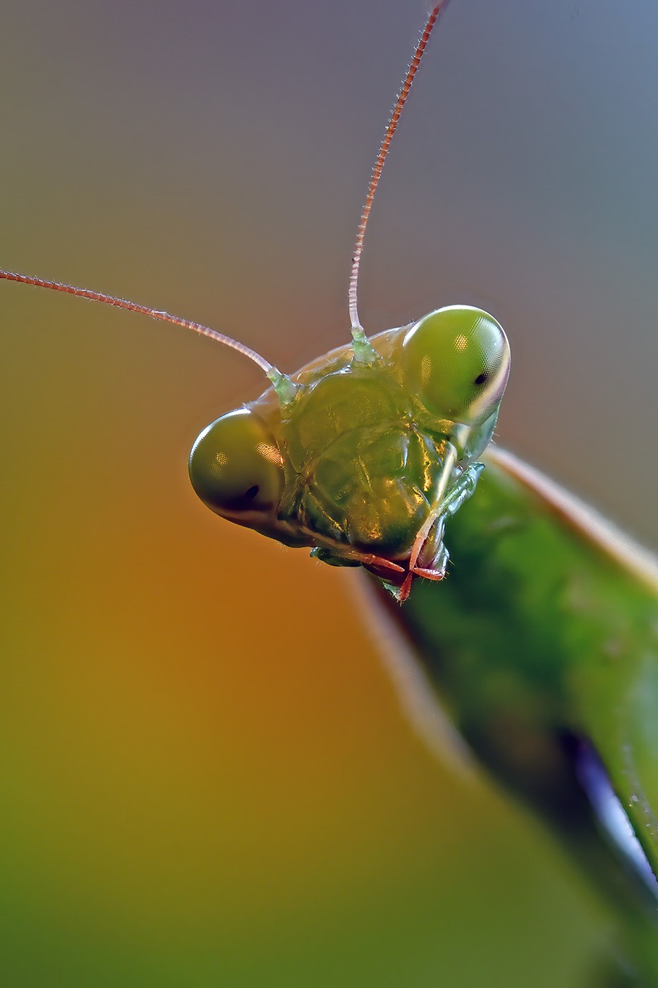 Portrait of praying mantis