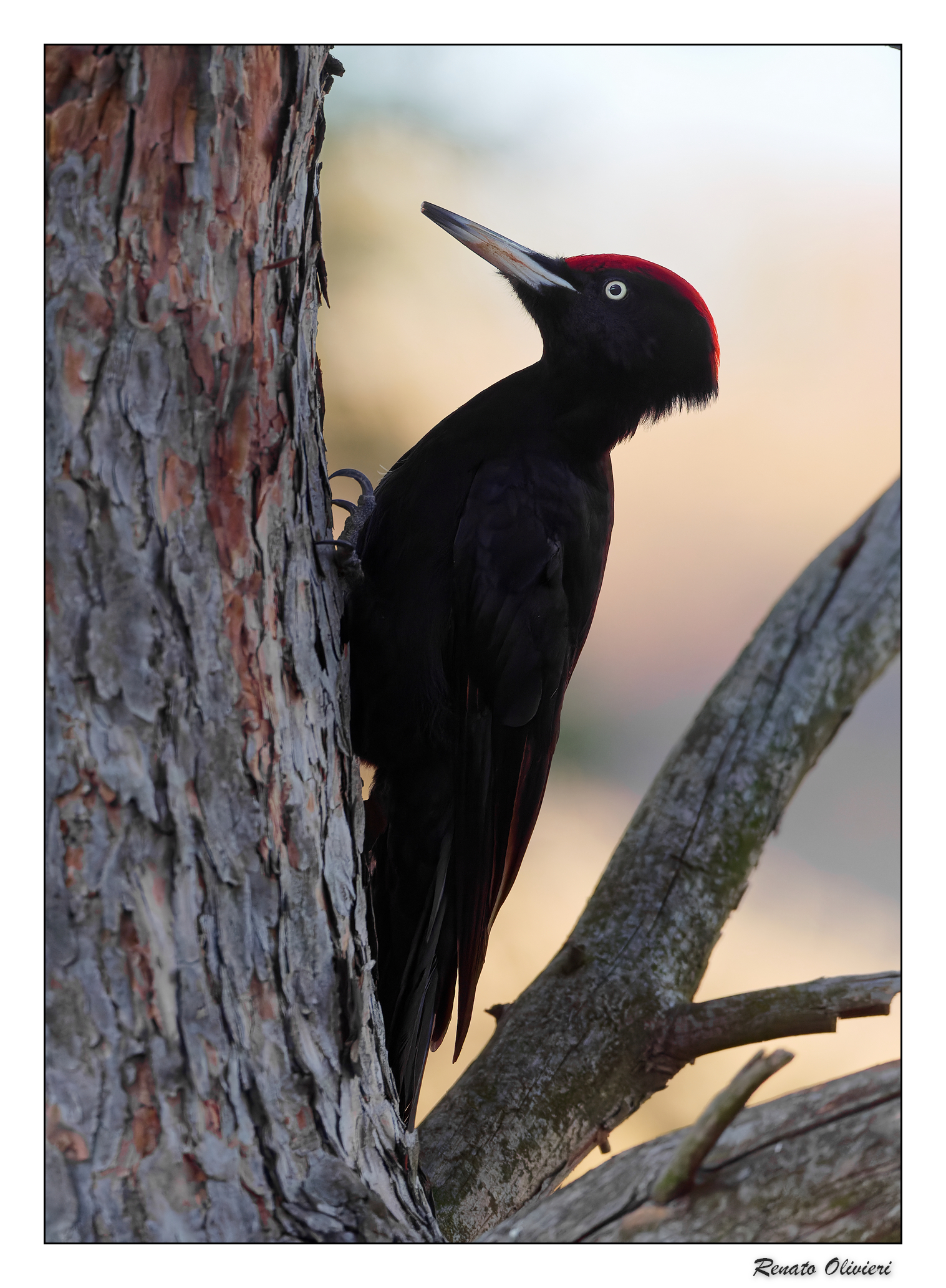 Picchio nero (Dryocopus martius )