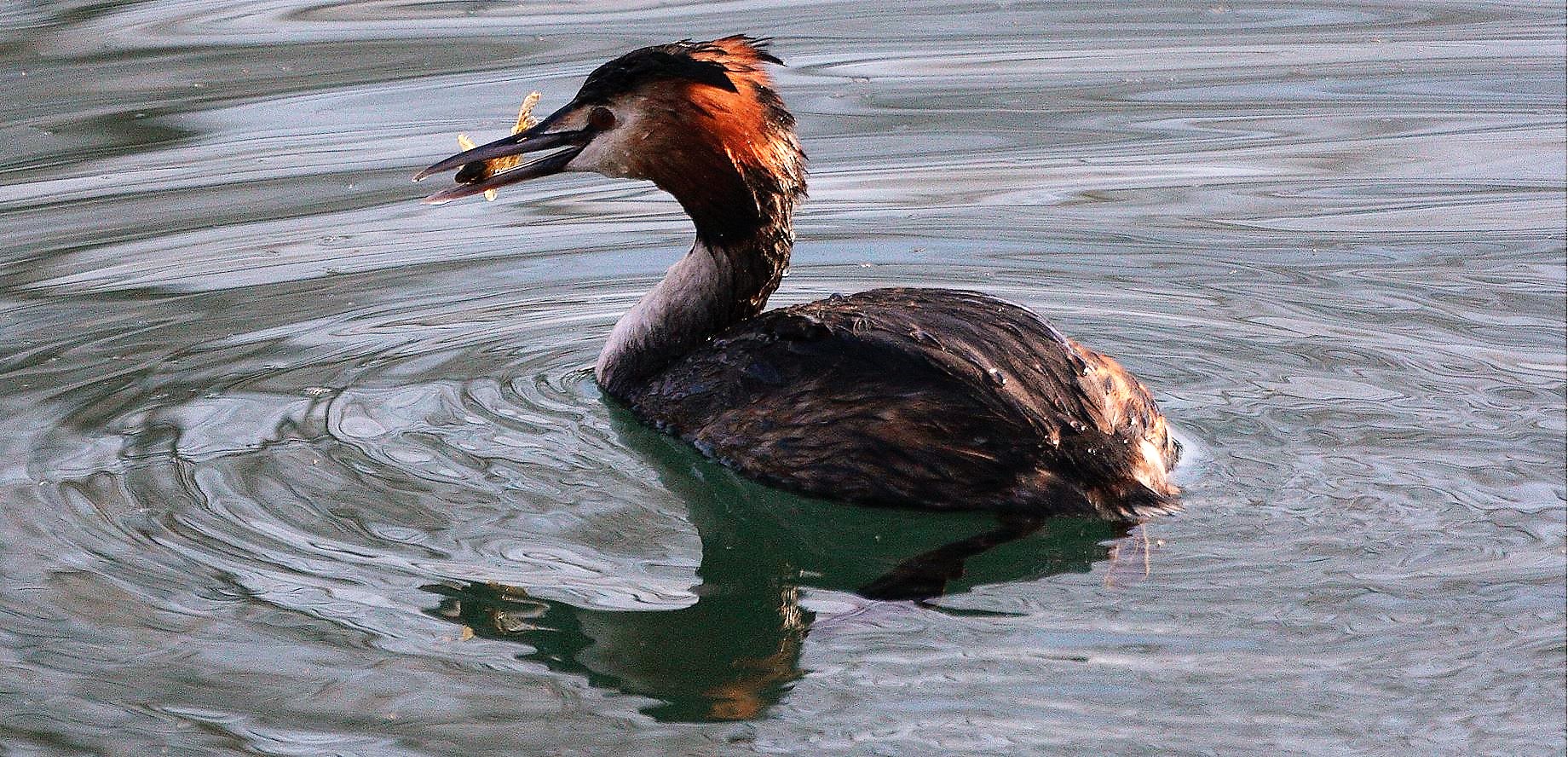 grebe 27-02-2022