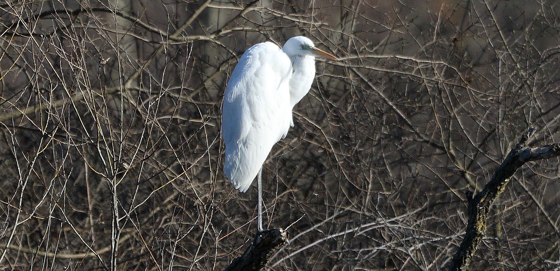 white major 27-02-2022