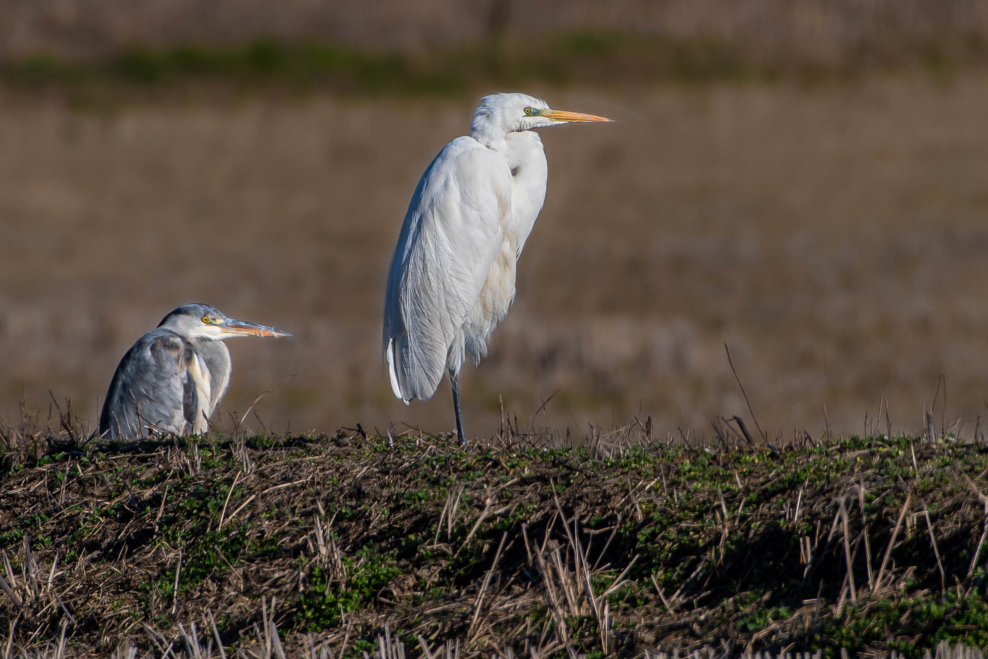 I'm on one leg and I'm taller than you
