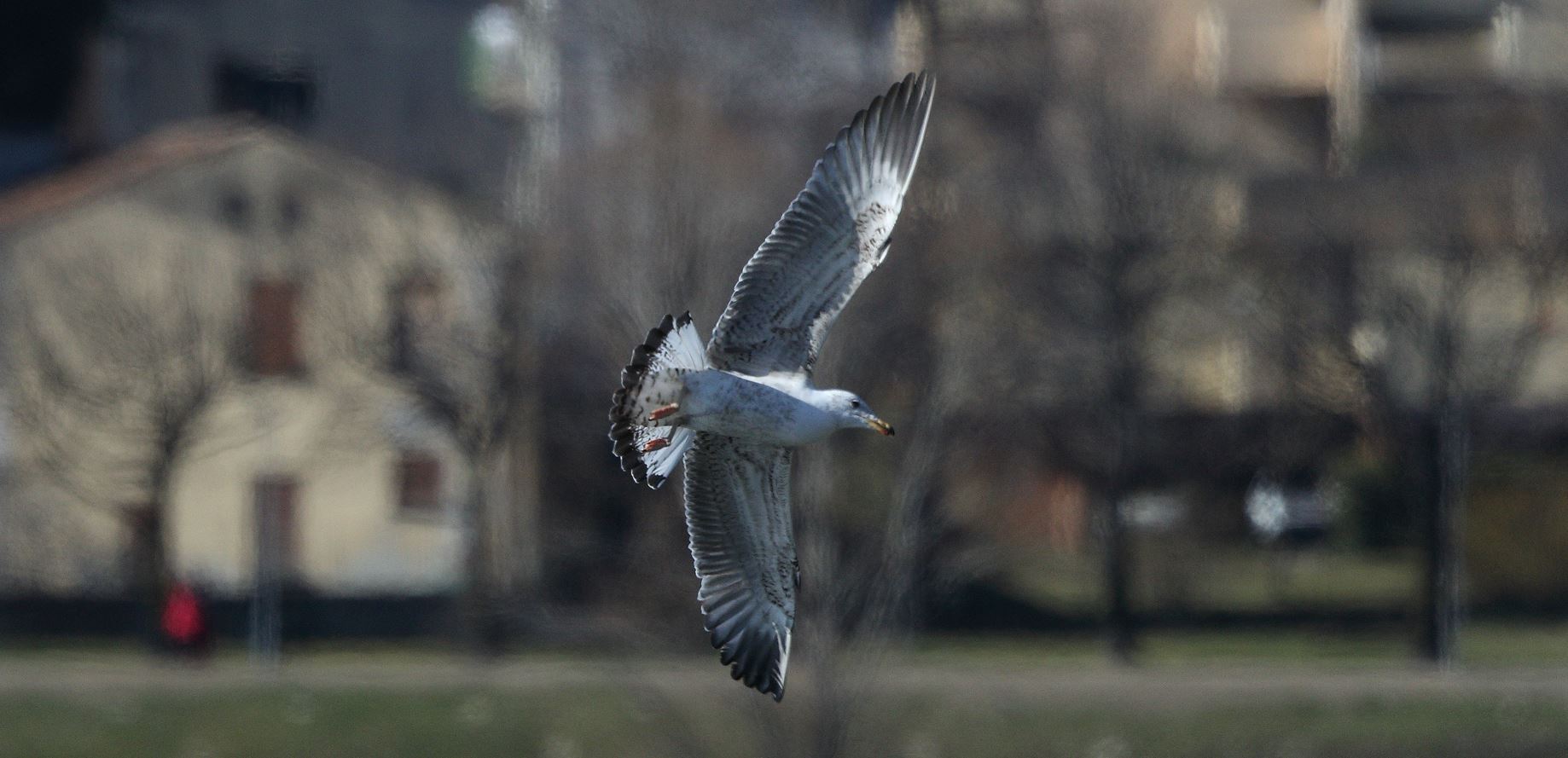 terrestrial gull 27-02-2022