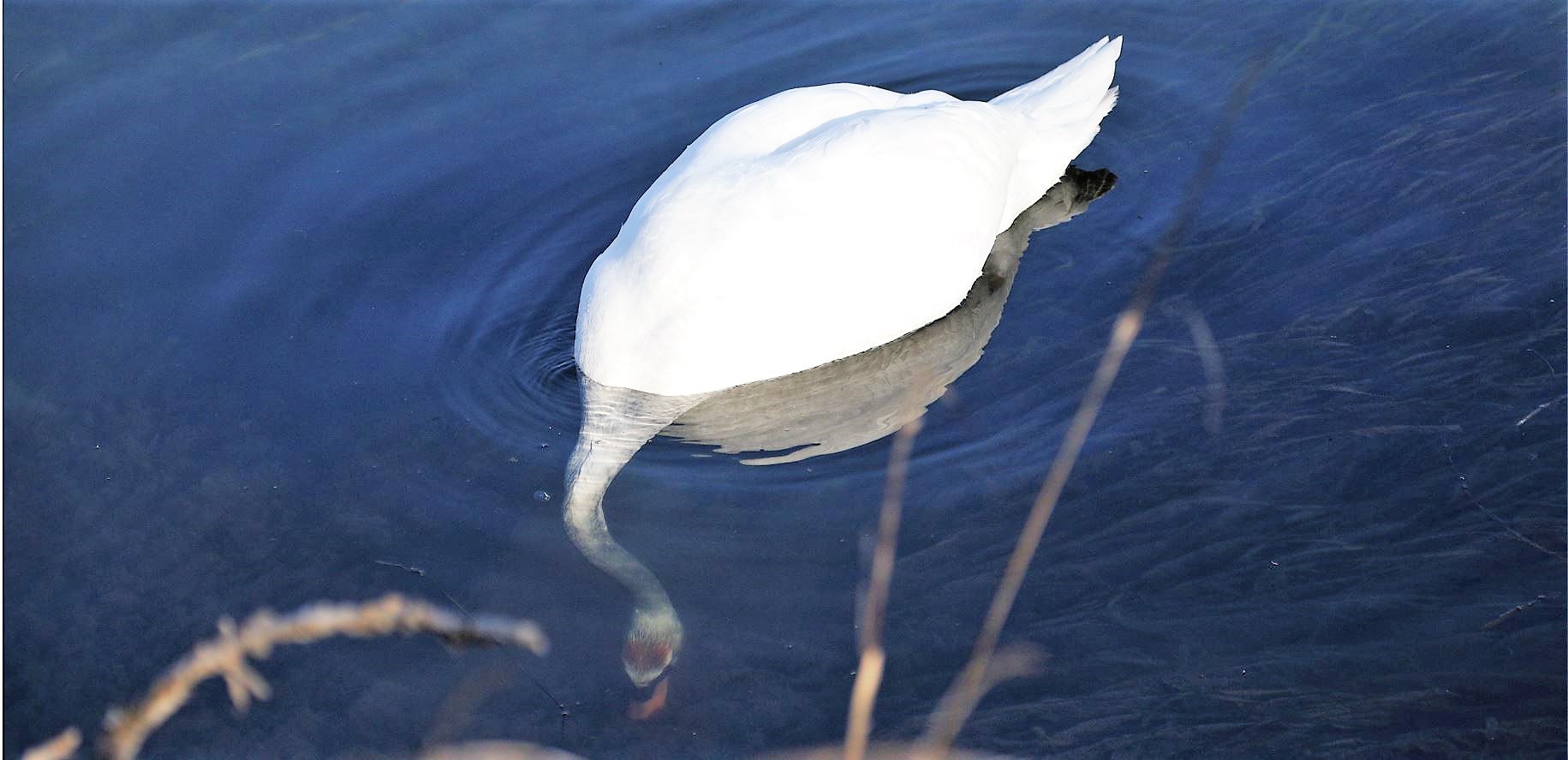 royal swan 27-02-2022