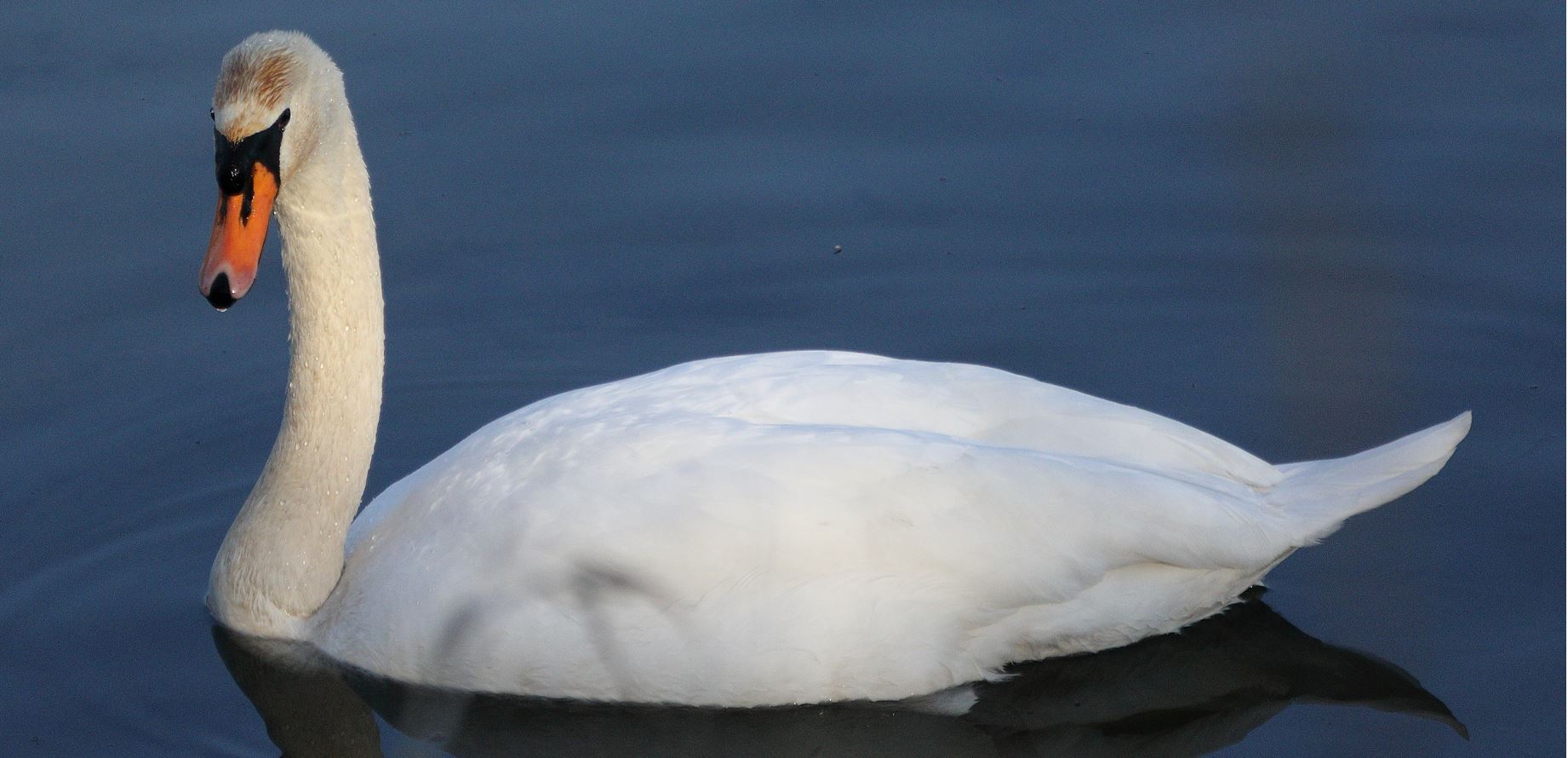 royal swan 27-02-2022