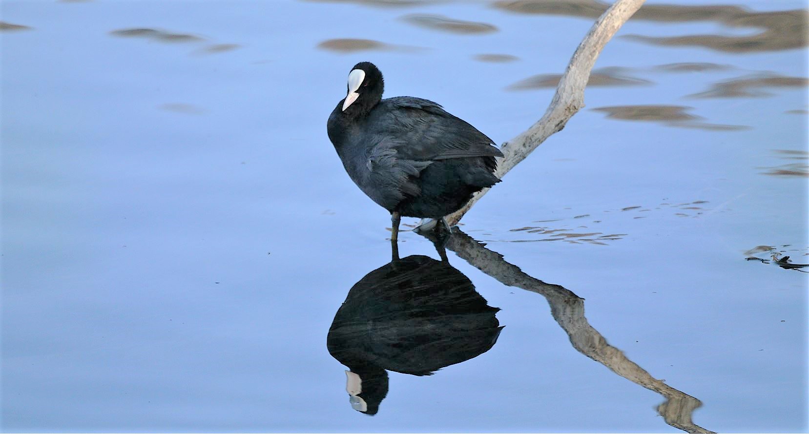 coot 27-02-2022