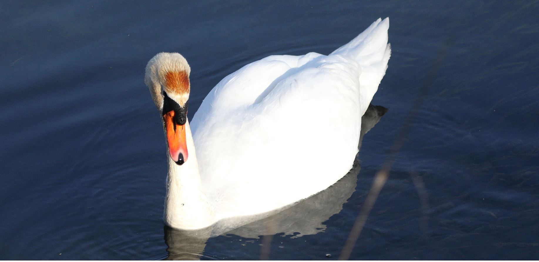 swan 27-02-2022