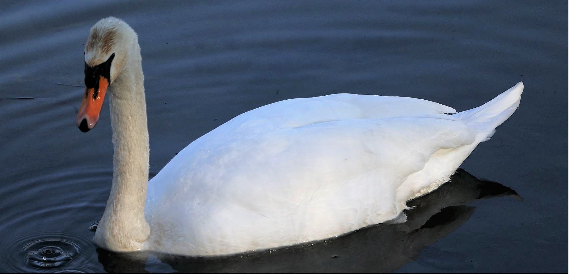 swan 27-02-2022