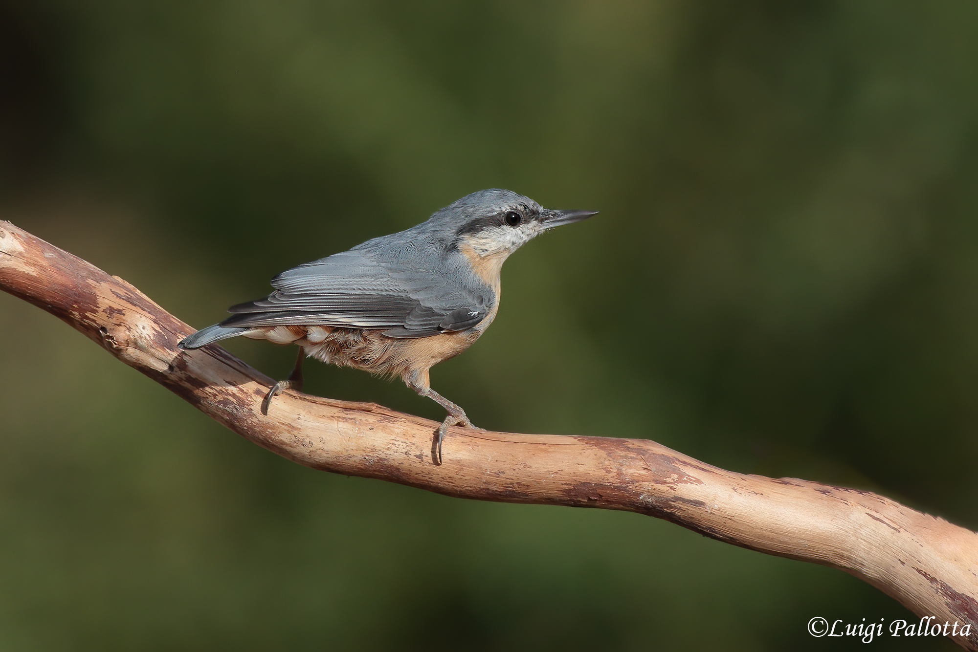 Picchio muratore (Sitta europaea)