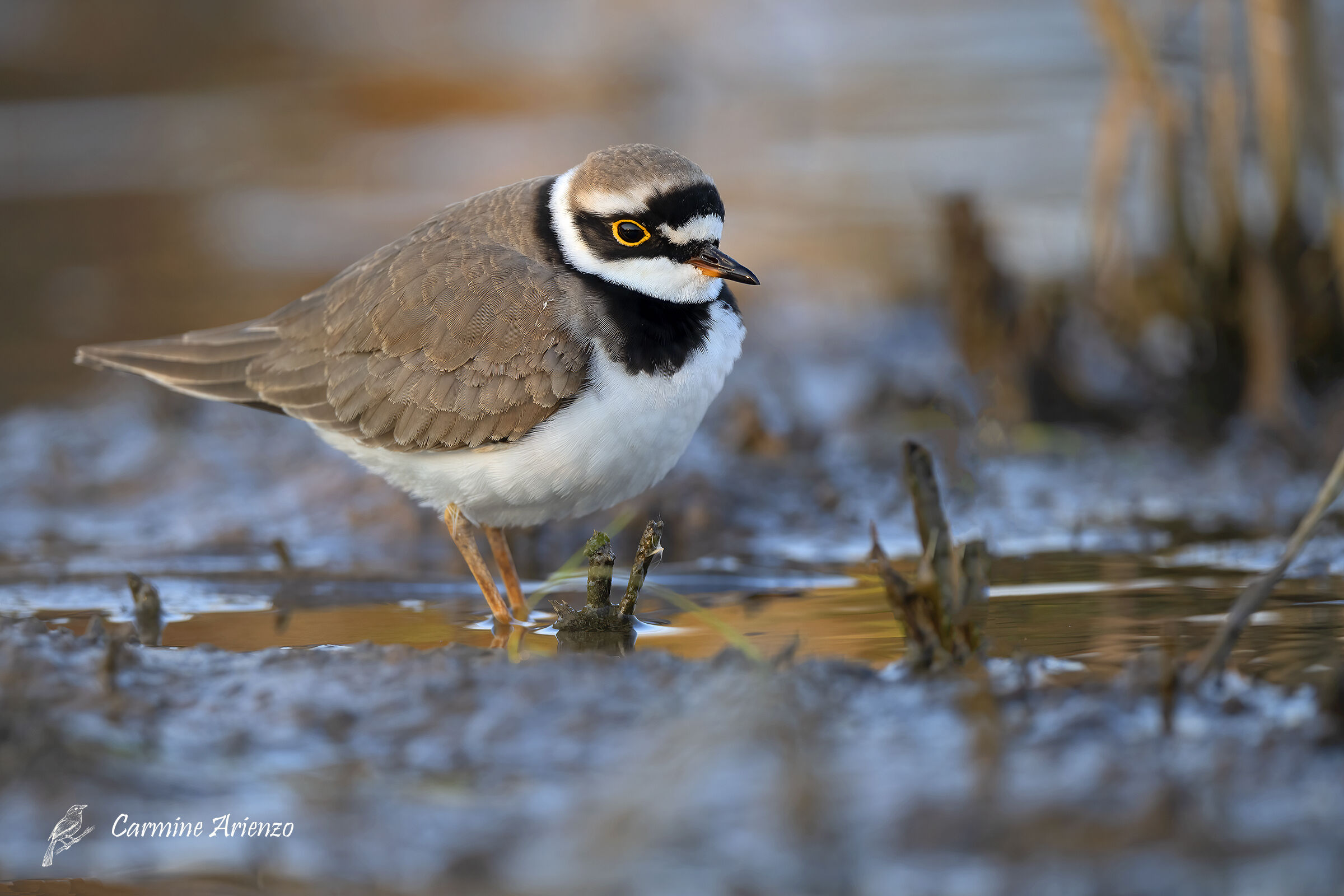 Corriere piccolo ( Charadrius dubius )