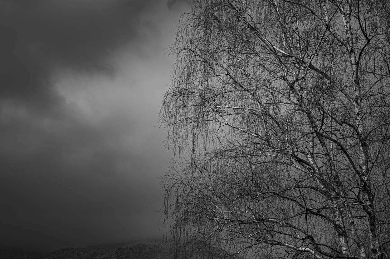 La betulla e le nuvole