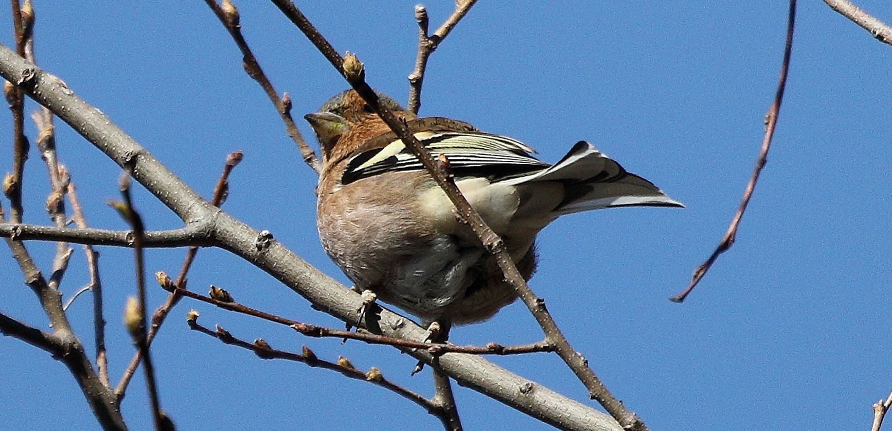 chaffinch 28-02-2022