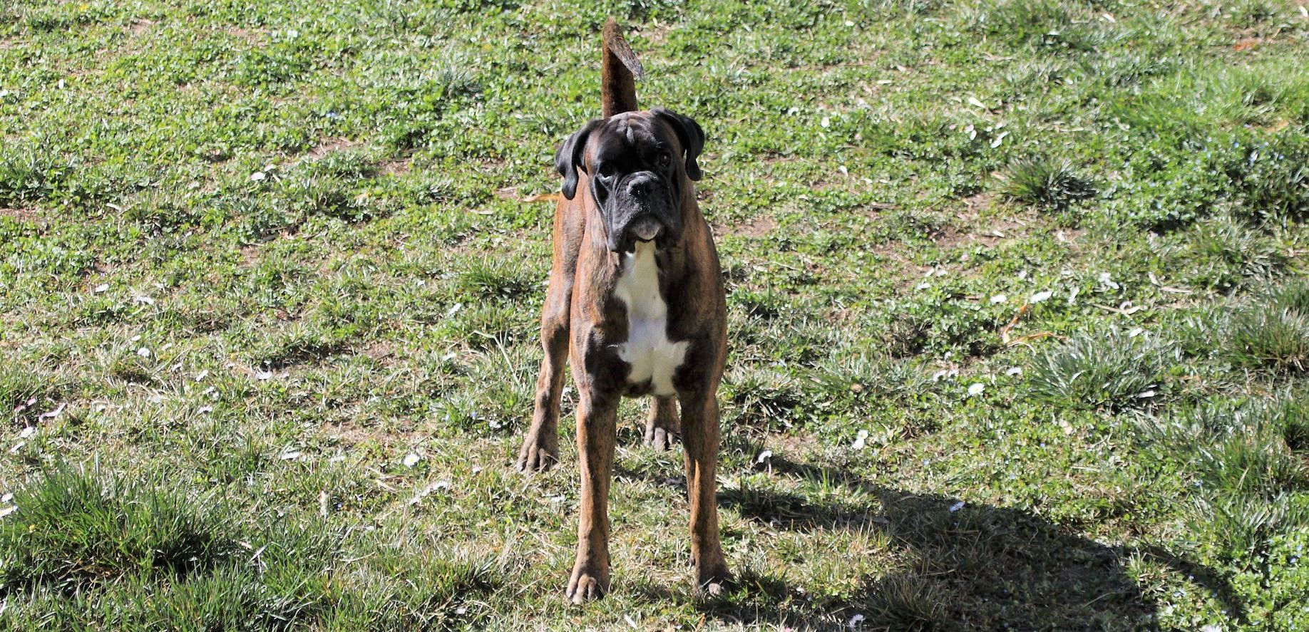 guard dog 28-02-2022