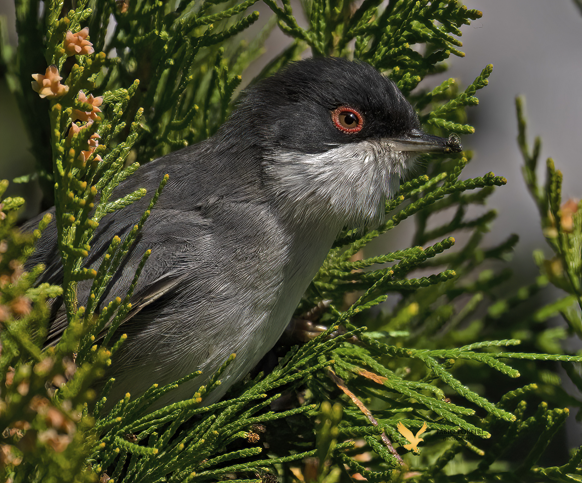 tra le siepi ....occhiocotto ...