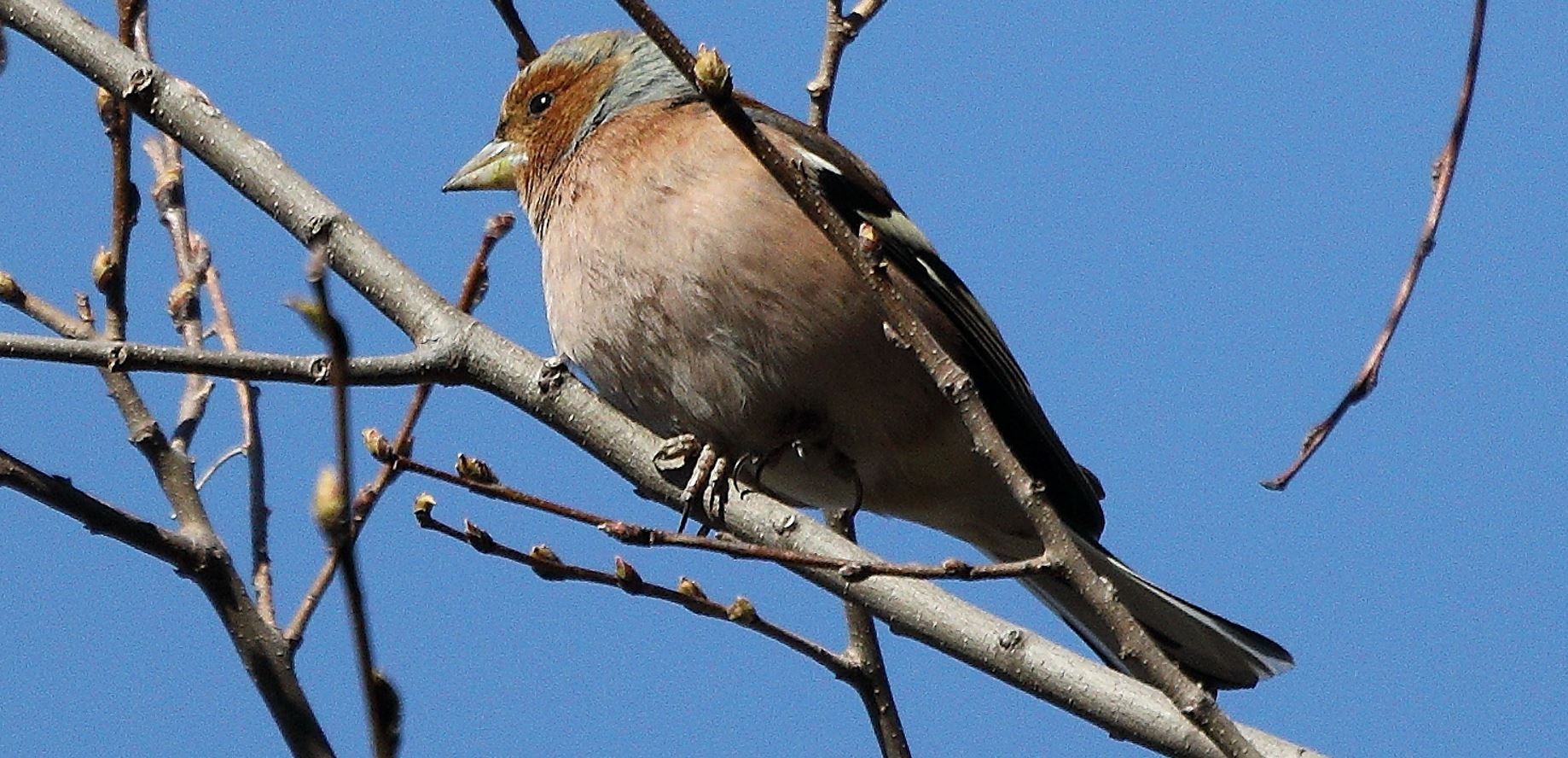 chaffinch 28-02-2022
