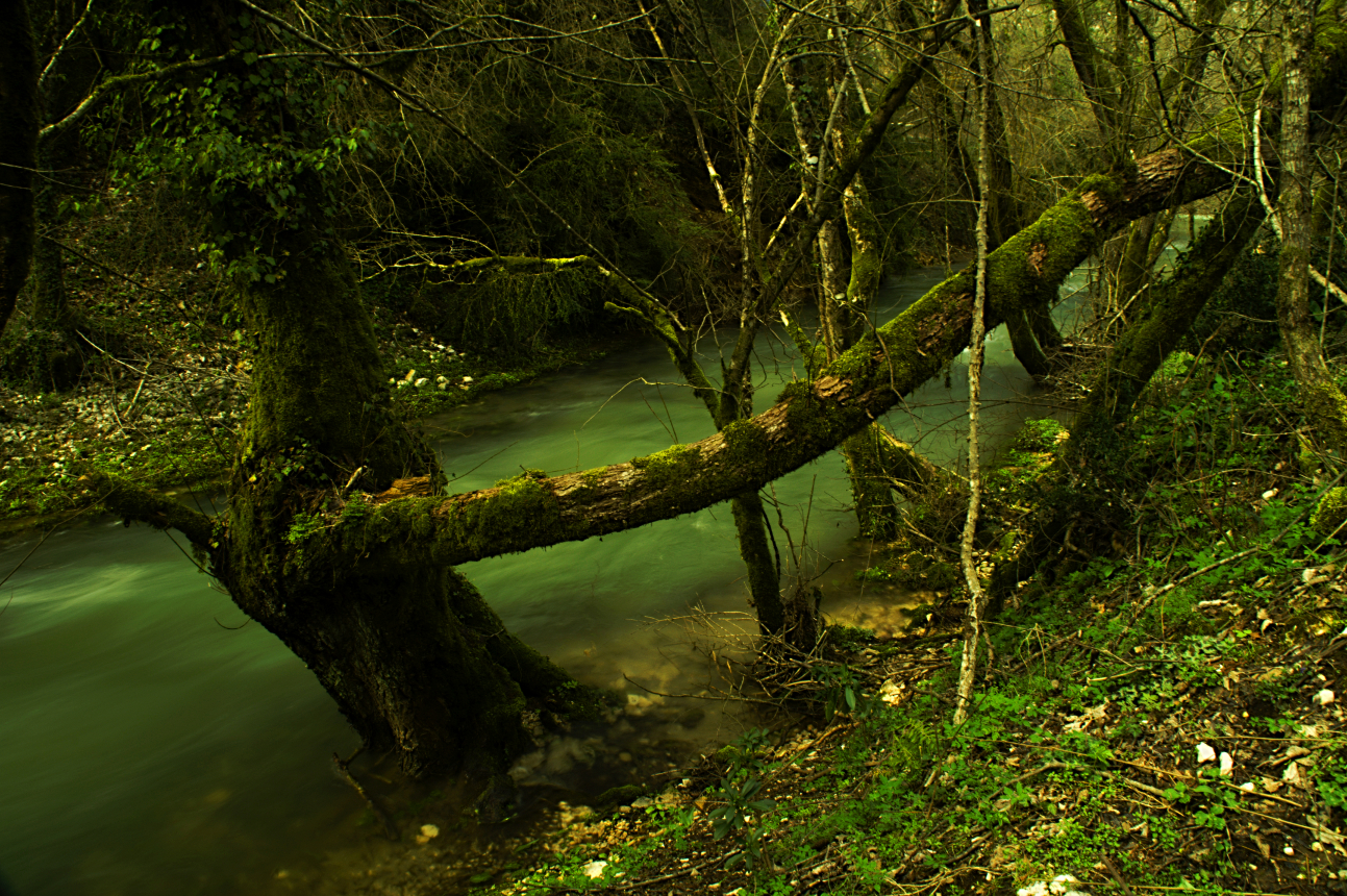L'albero dei folletti
