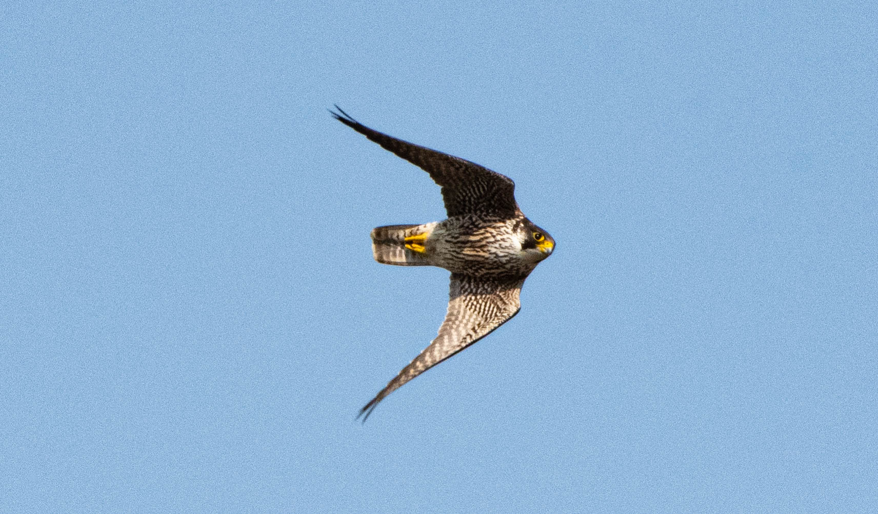 Falco pellegrino