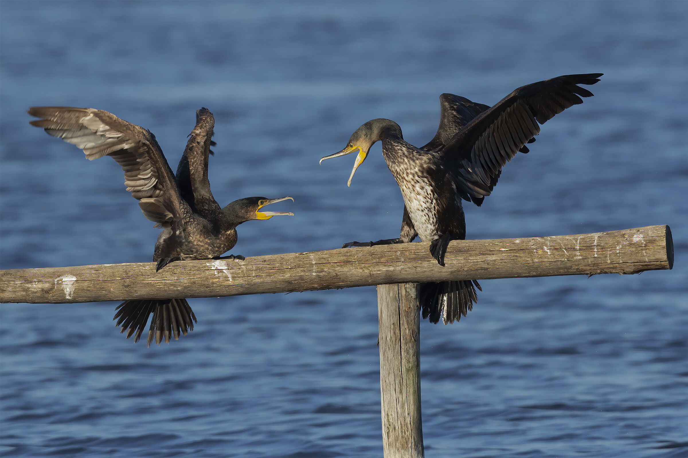 Quarrel of the cormorants ...