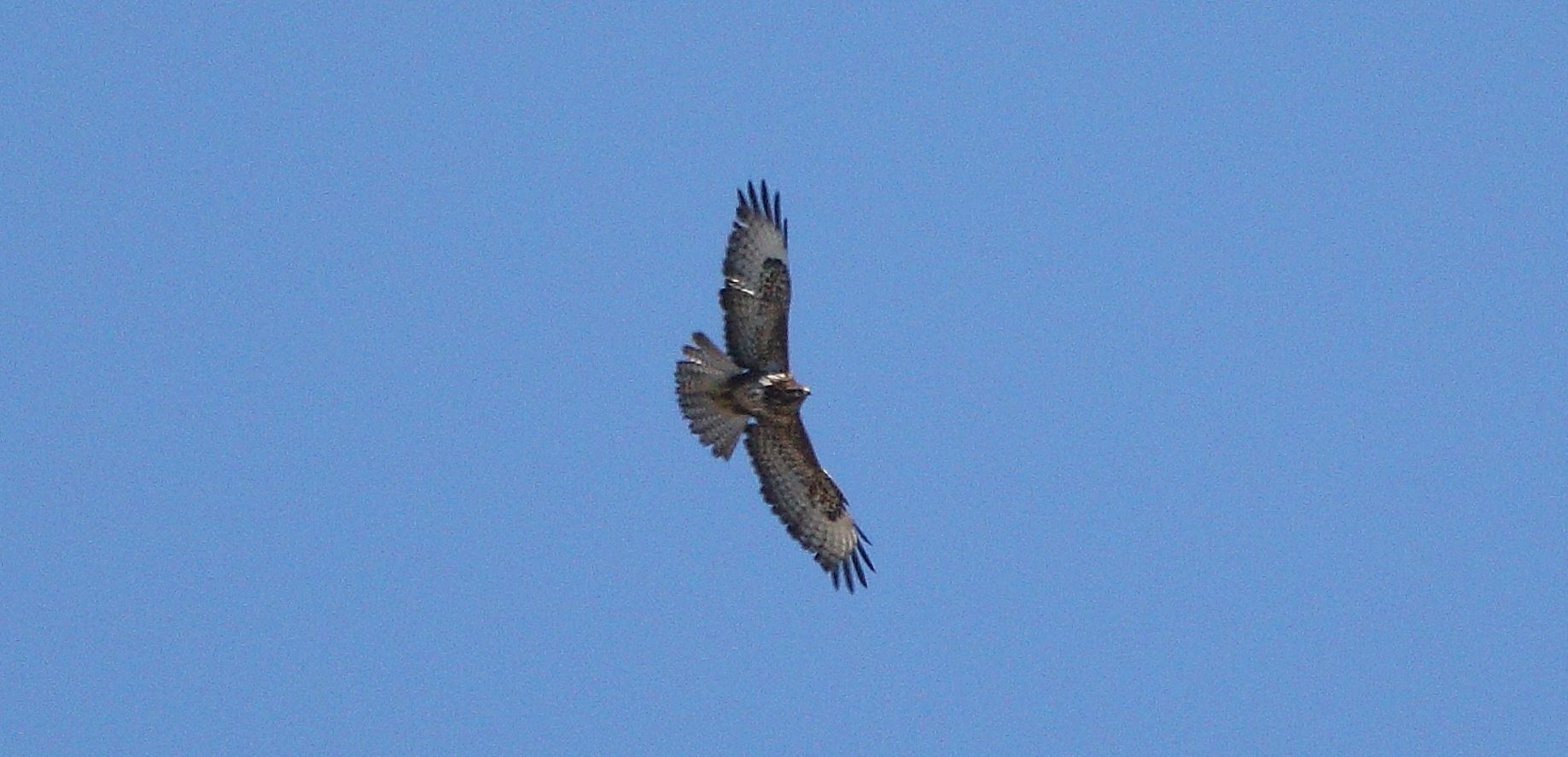 buzzard 28-02-2022