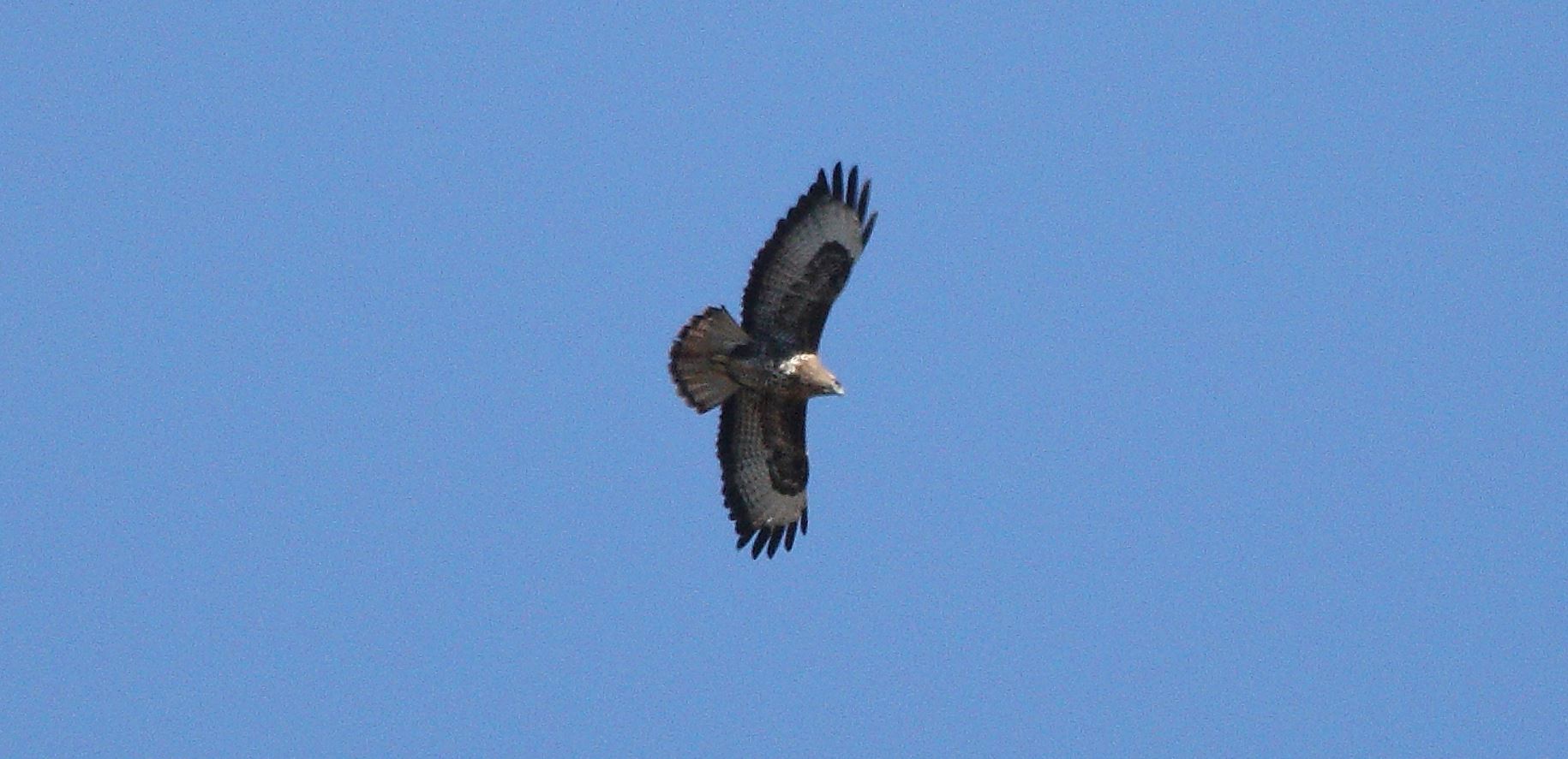 buzzard 28-02-2022