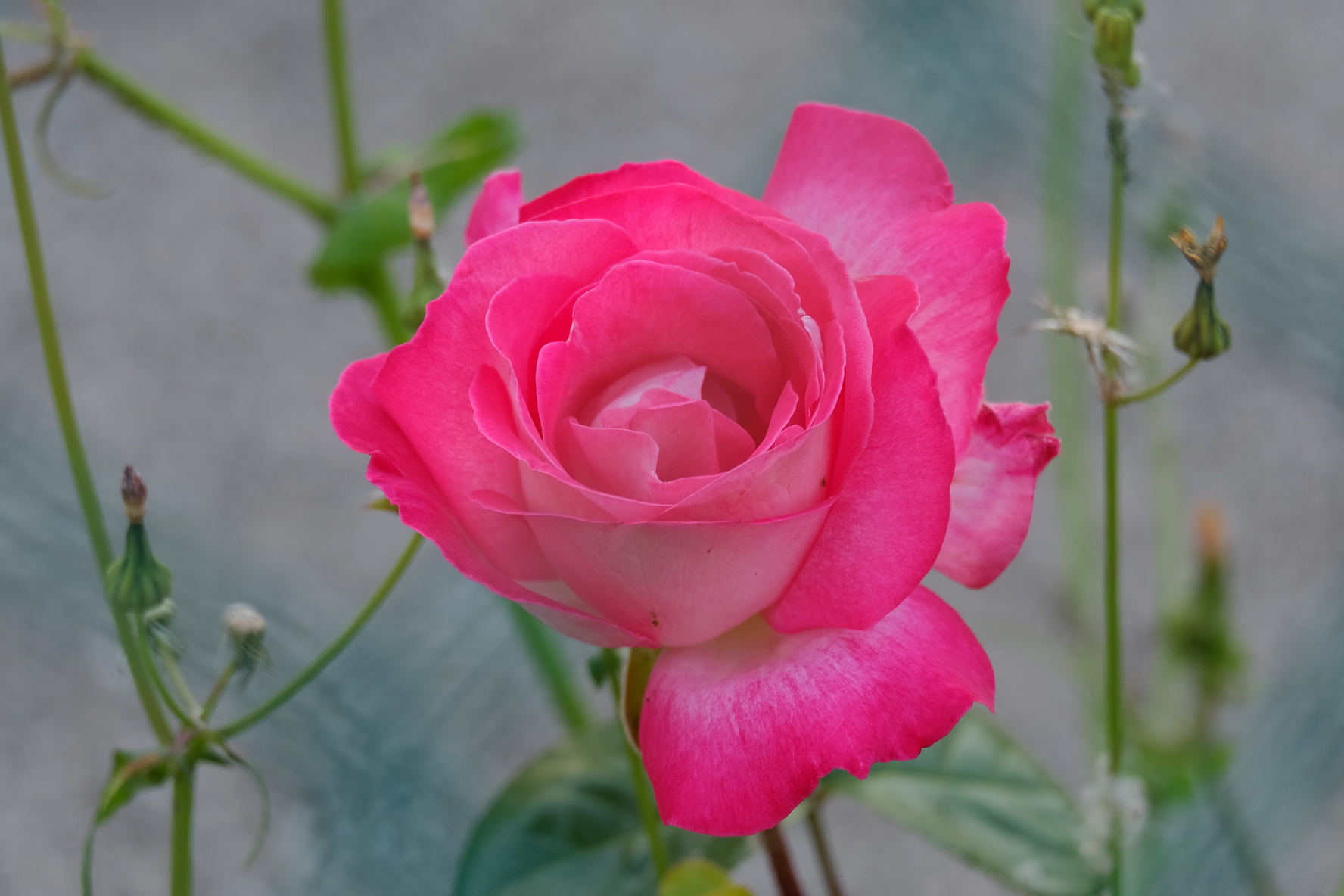 Rosa rosae rosae ...