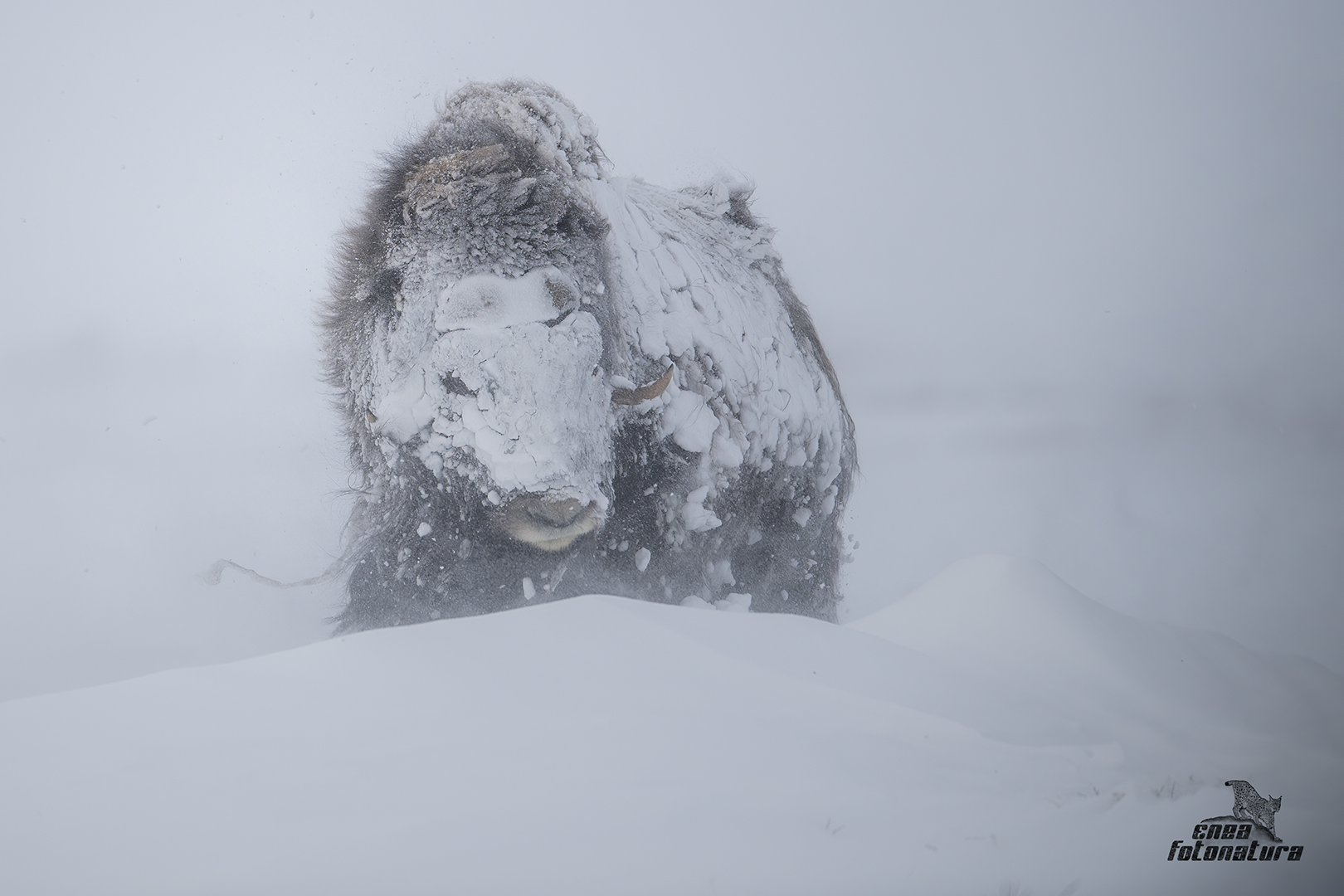 MUSKOX