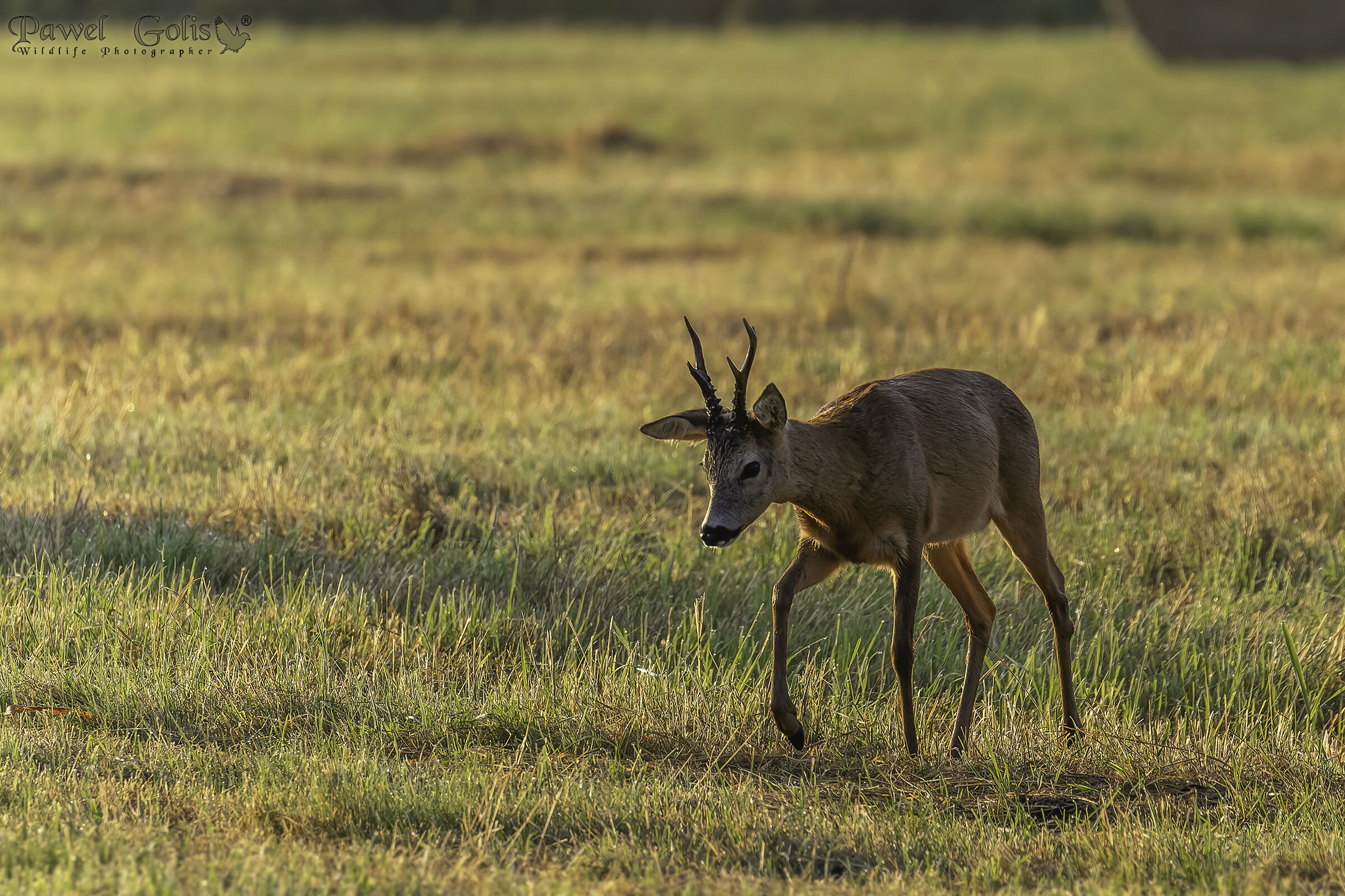 Capriolo (Capreolus capreolus)
