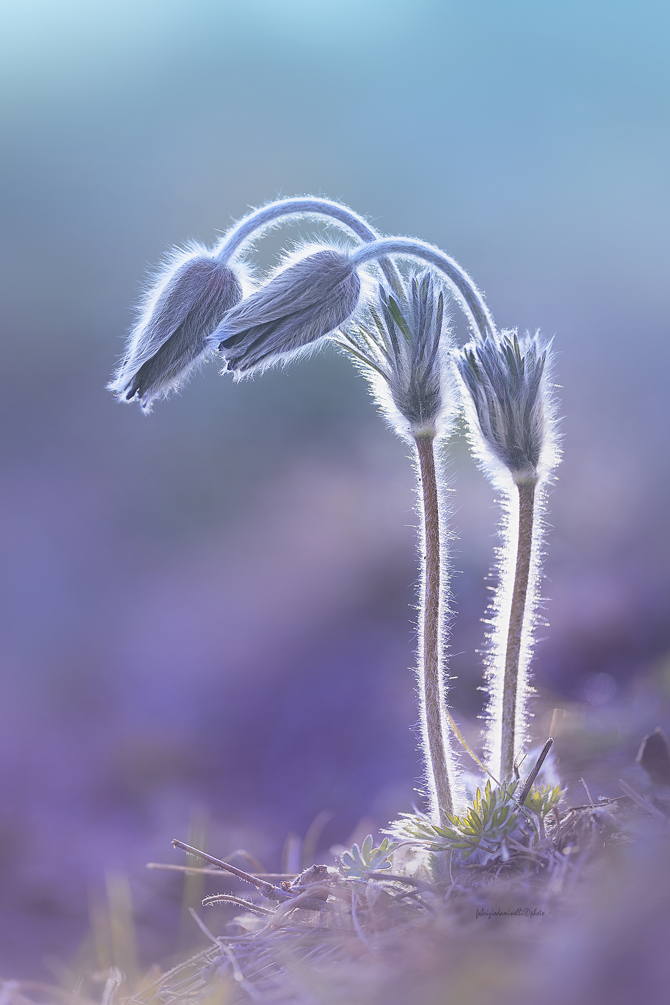 Pulsatilla montana