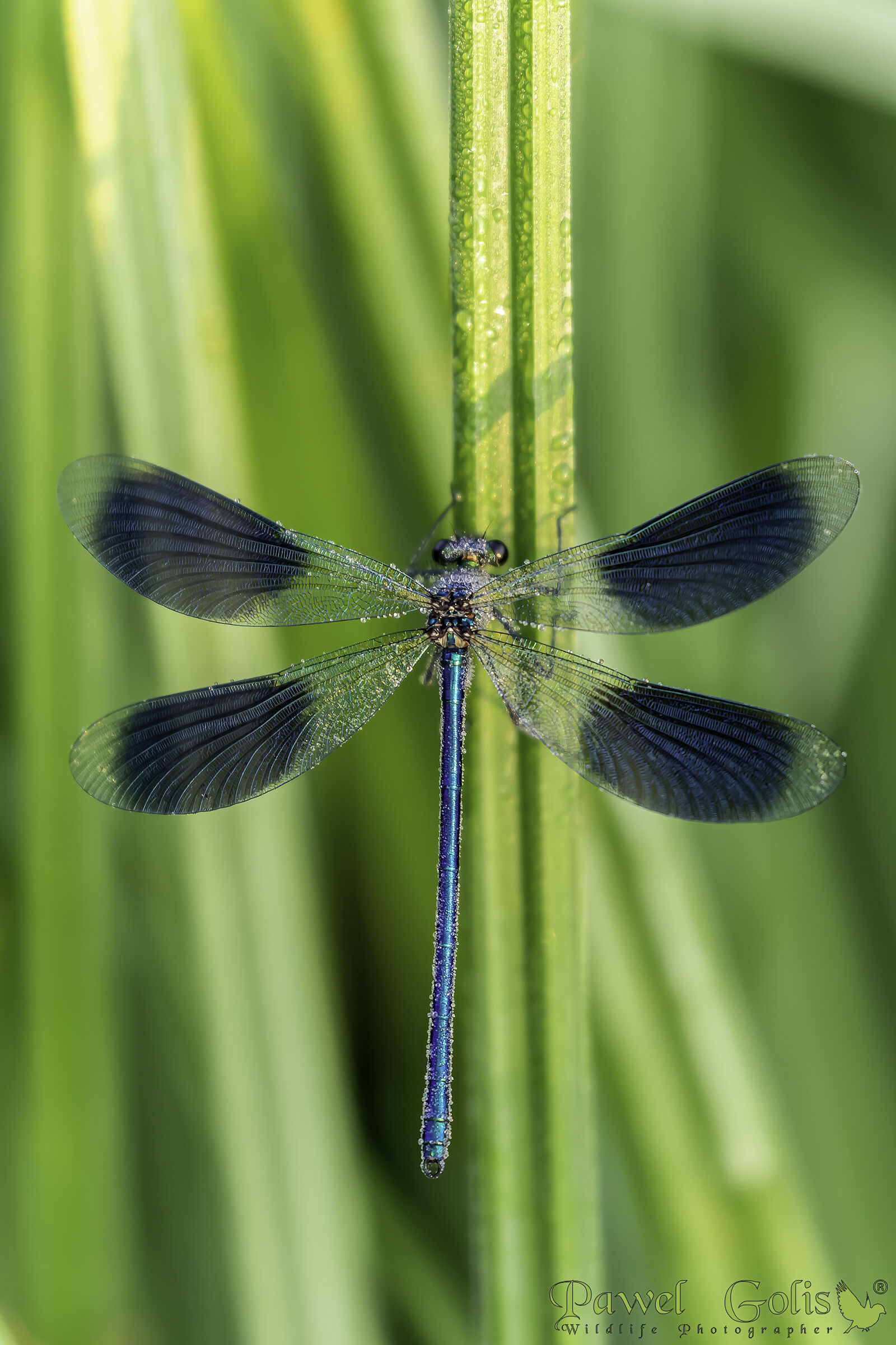 Bella demoiselle (Calopteryx virgo)