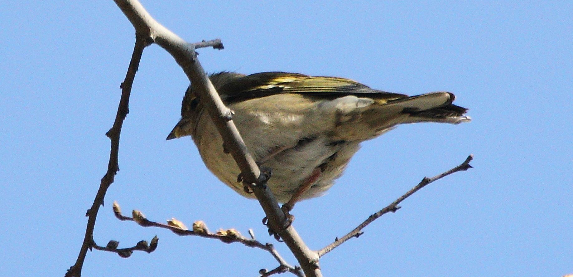 chaffinch 01-03-2022