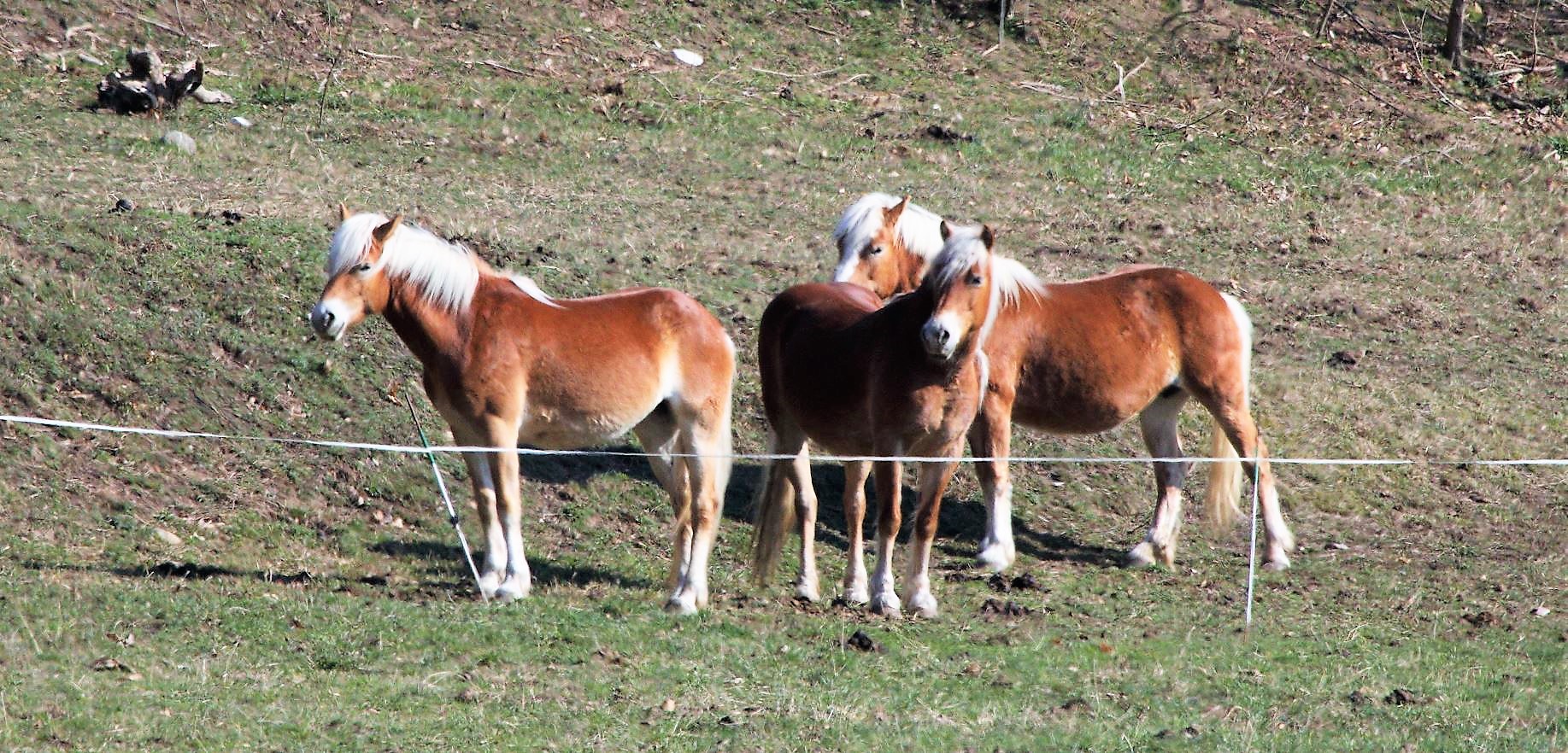 haflingers 01-03-2022