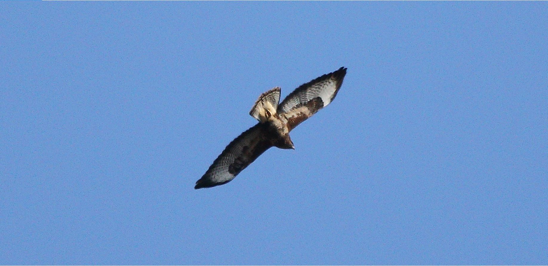 buzzard 01-03-2022