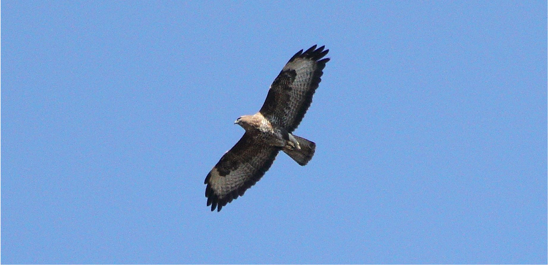 buzzard 01-03-2022