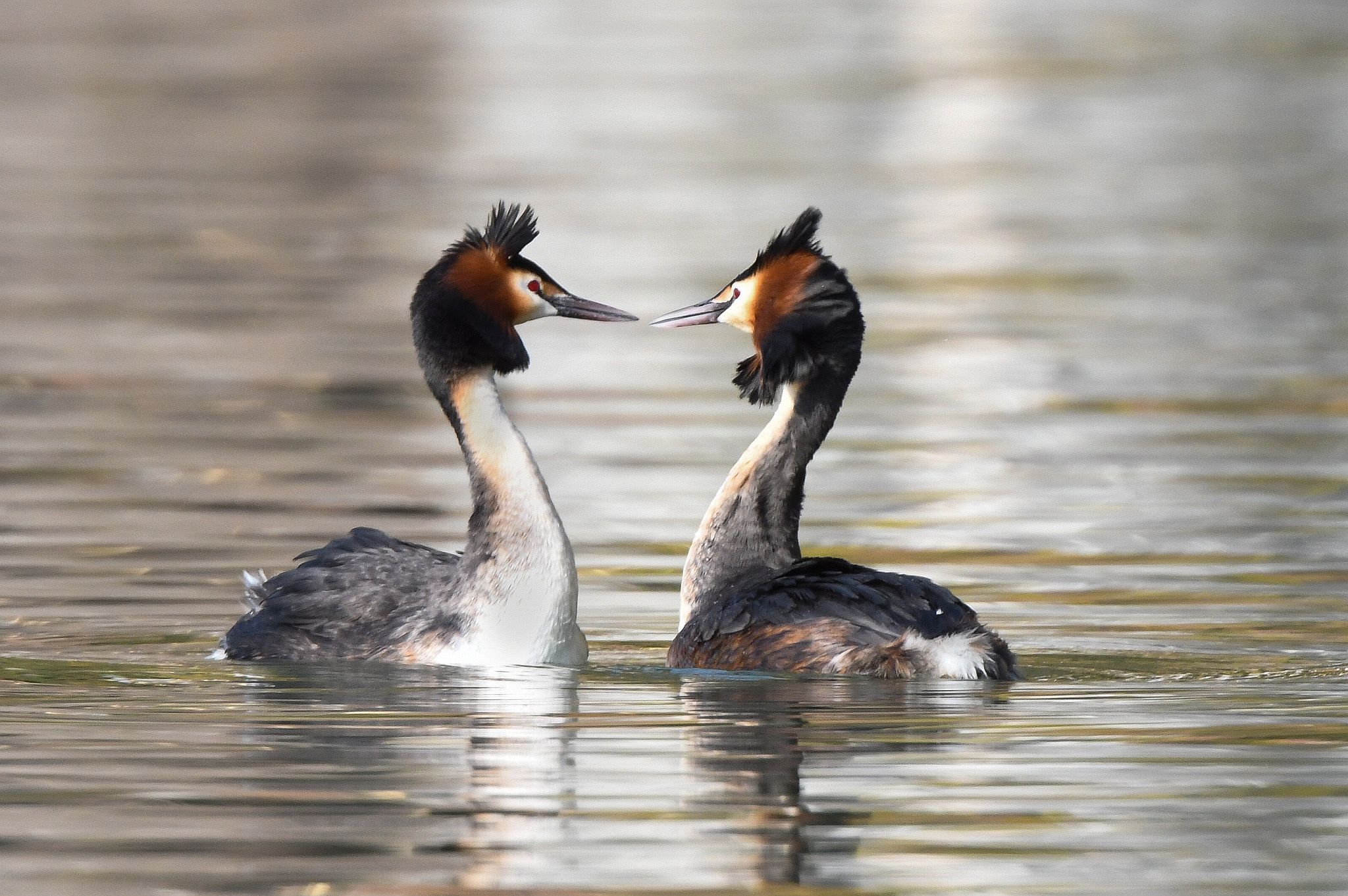 grebes