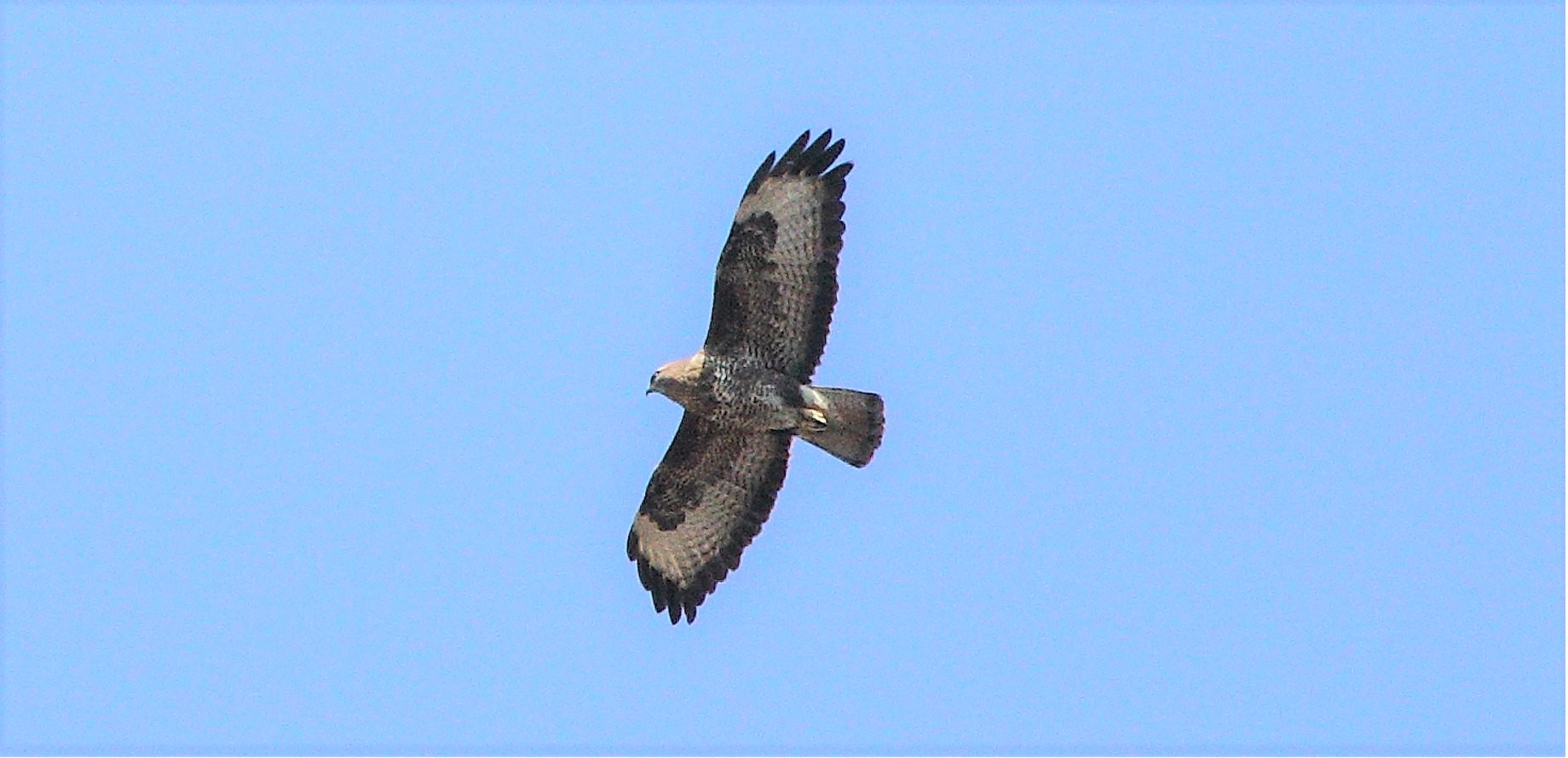 buzzard 01-03-2022