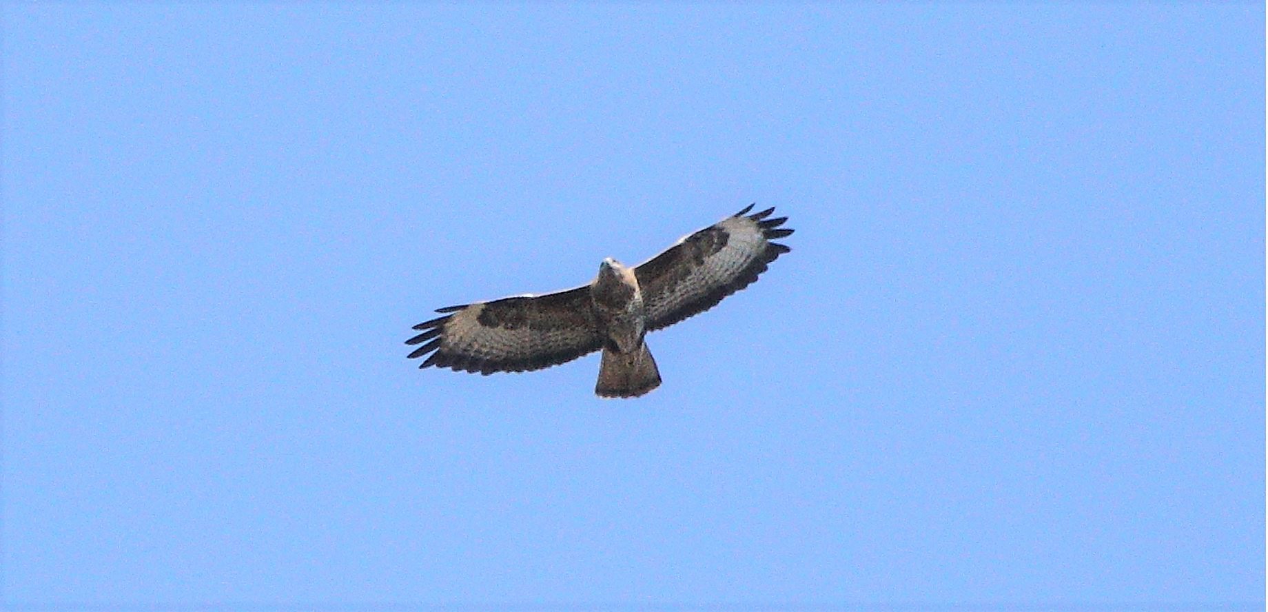 buzzard 01-03-2022