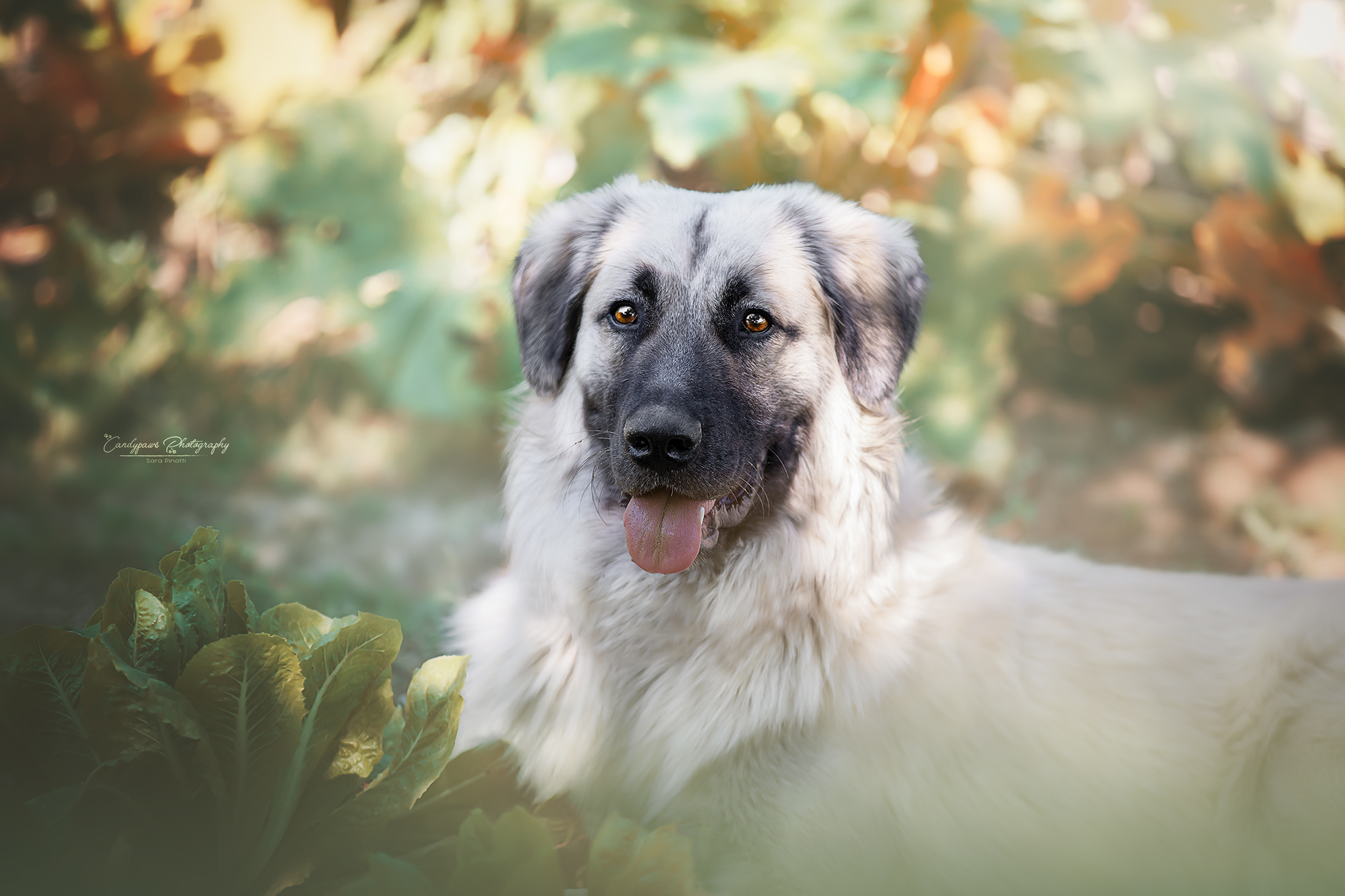 Cloud by Benedetta rossi