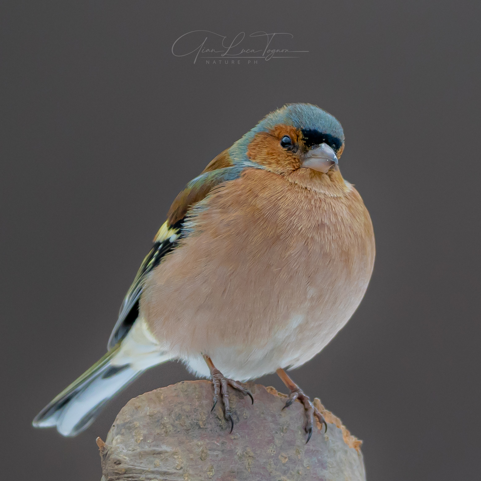 Model in pose | Model posing