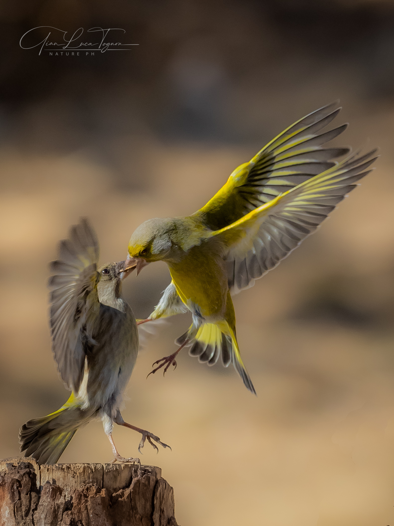 | squabbles Squabbles