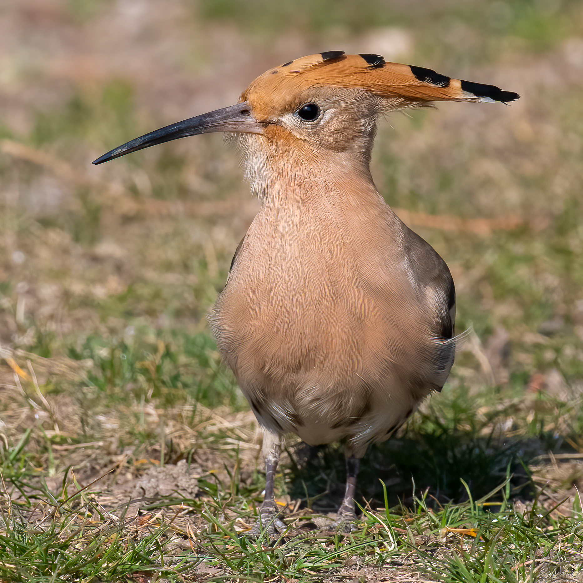 Hoopoe in Ticino on 7 March