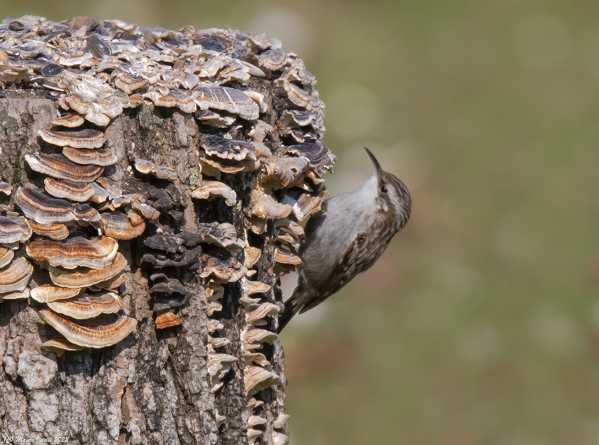 Common rampichino (Certhia brachydactyla)