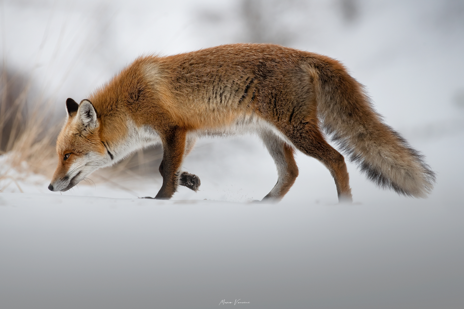 On the trail of the prey