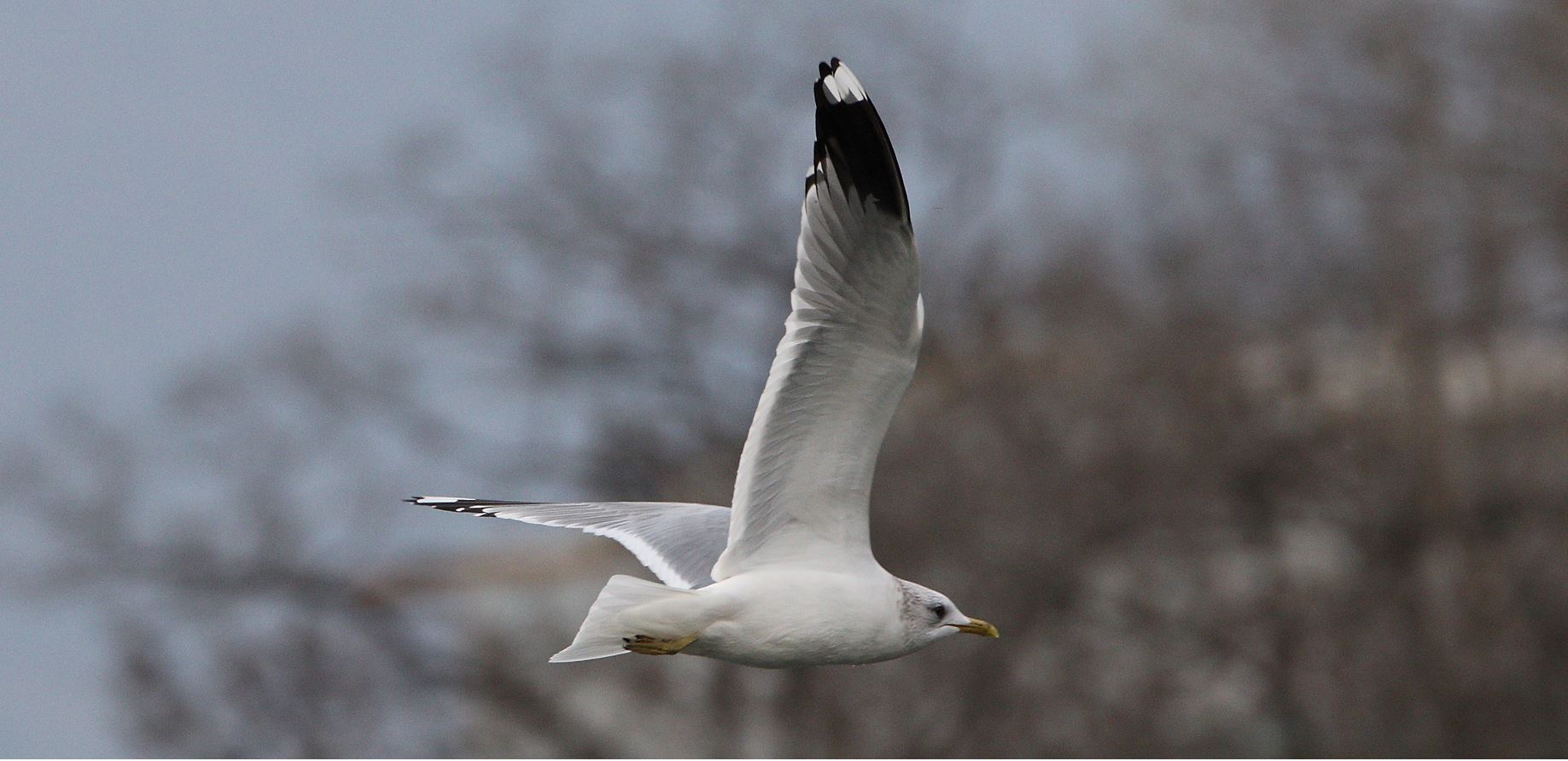 terrestrial gull 02-03-2022