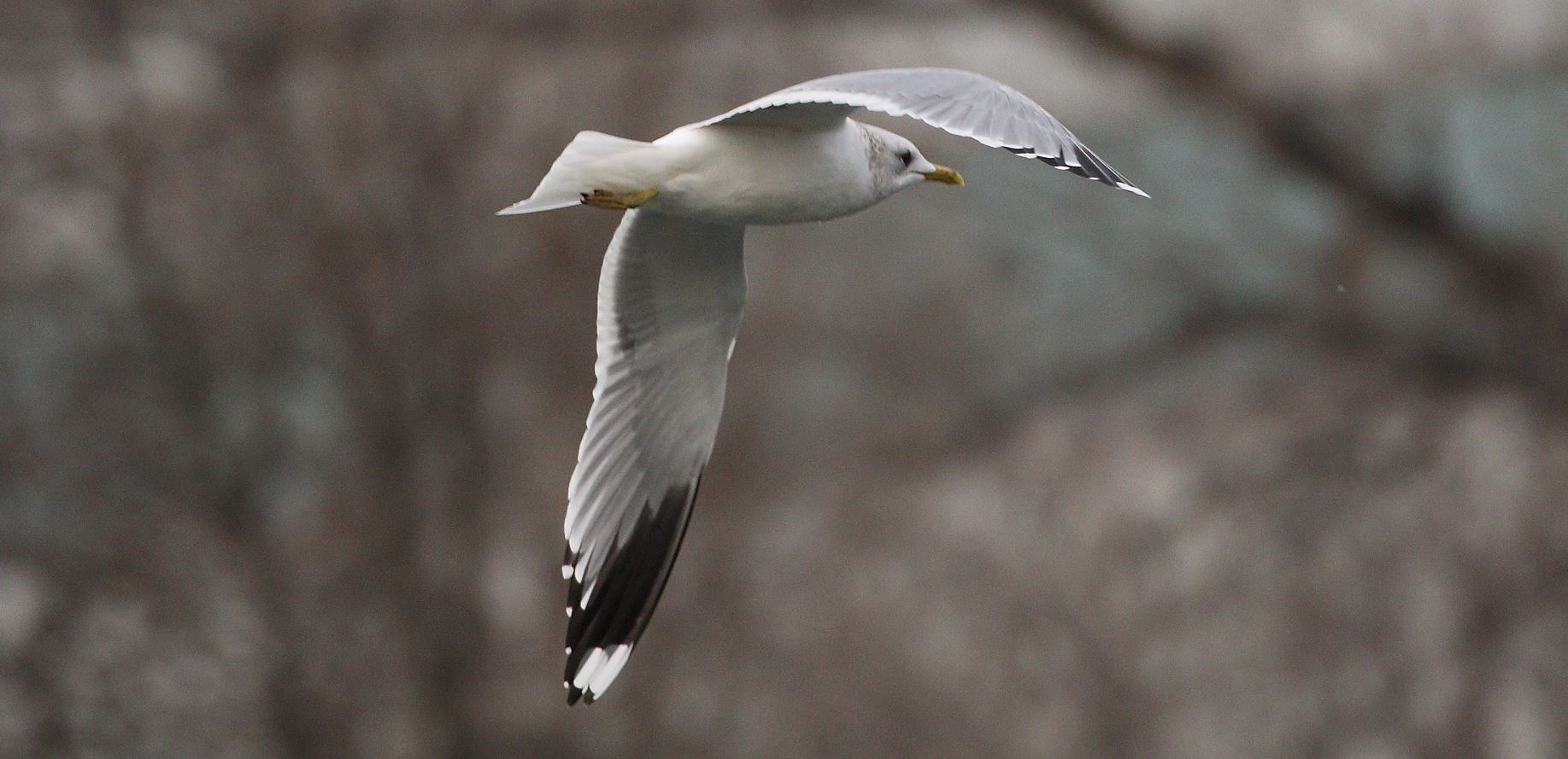terrestrial gull 03-02-2022