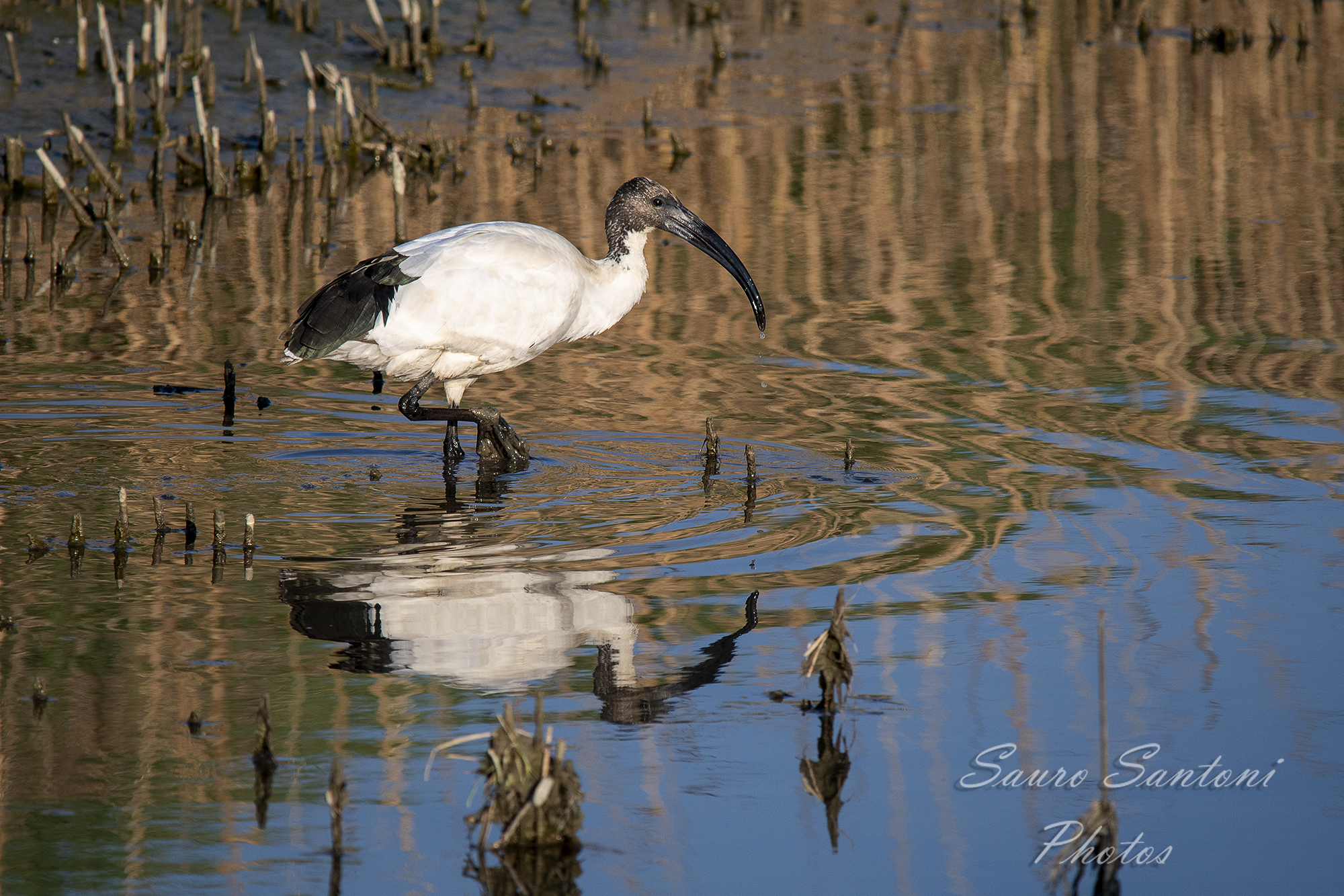 Riflesso delle mie brame