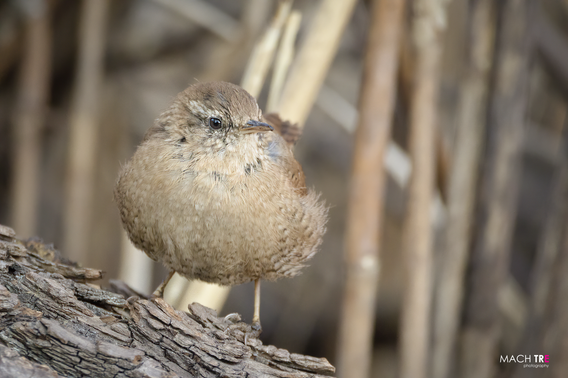 Wren (Troglodytes troglodytes)