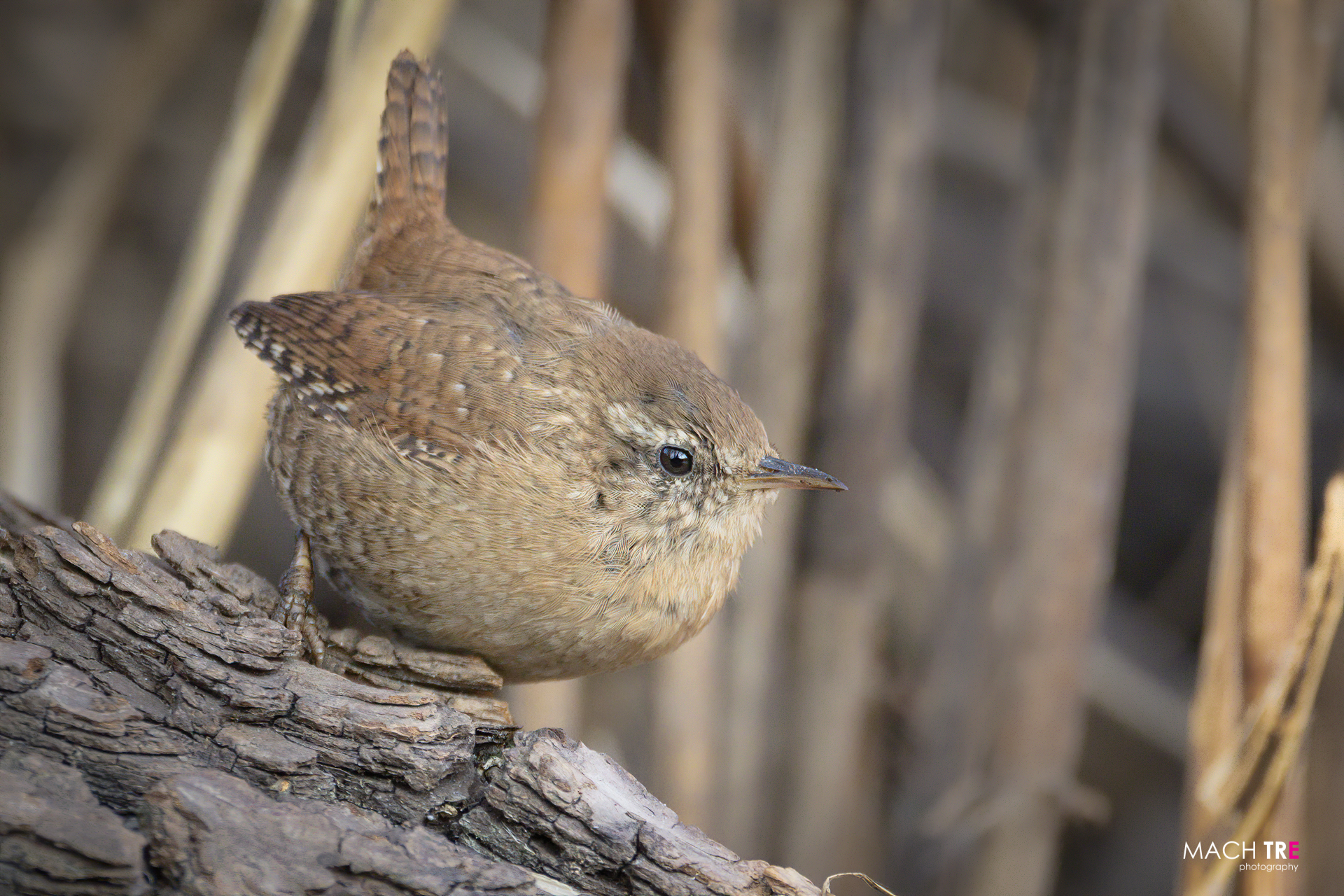 Wren (Troglodytes troglodytes)